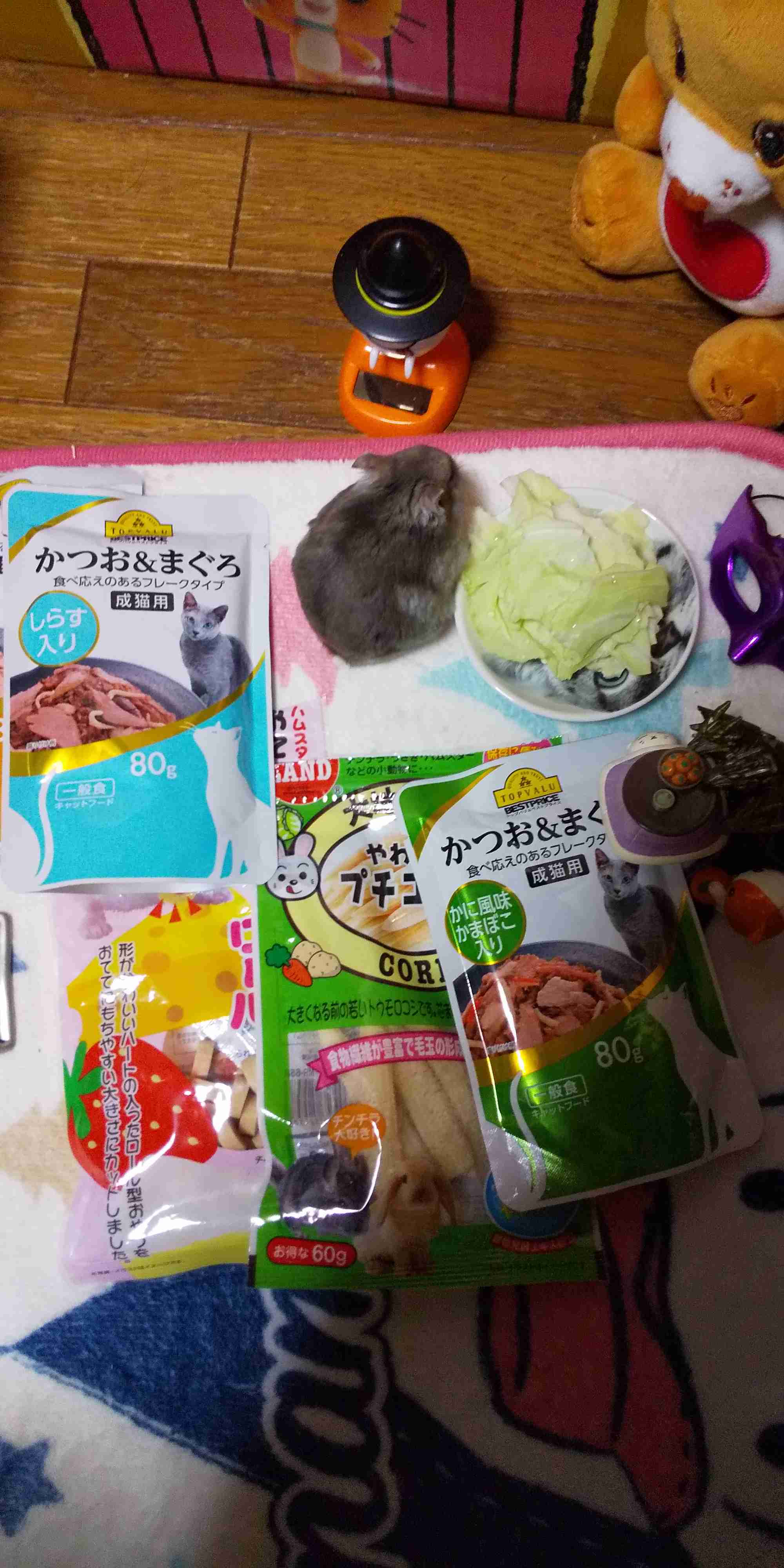 がるちゃん猫カフェ119号店開店しました♪(初めての方も大歓迎♪)