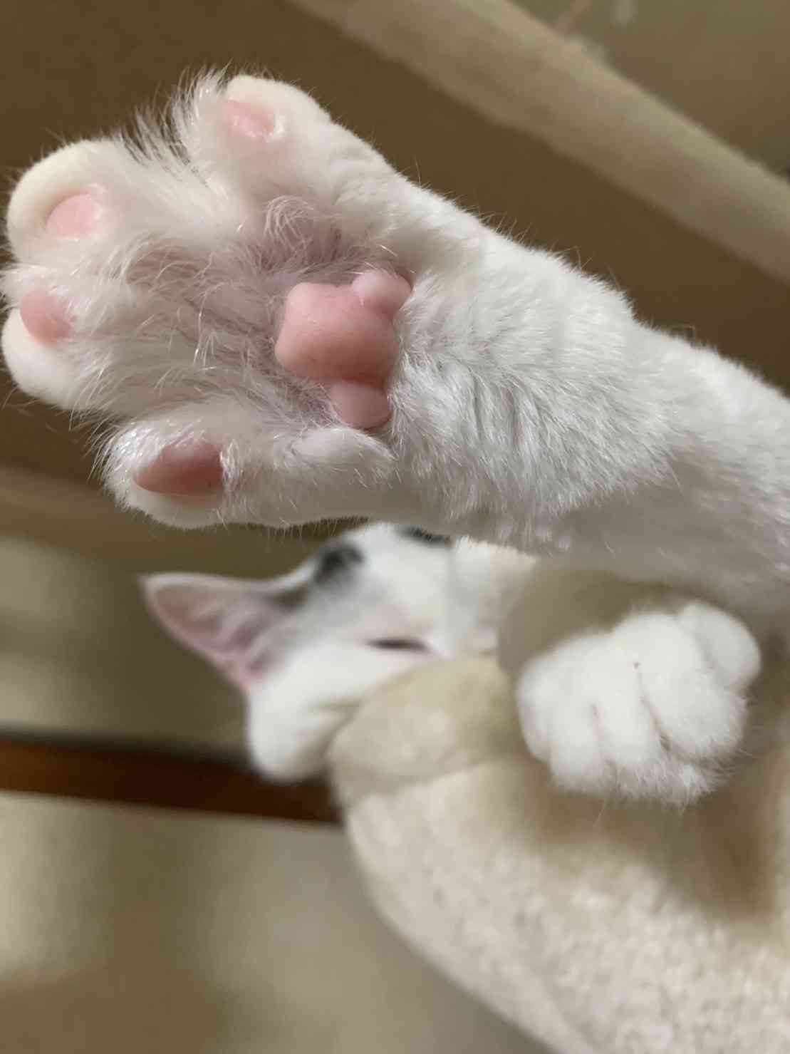 がるちゃん猫カフェ119号店開店しました♪(初めての方も大歓迎♪)