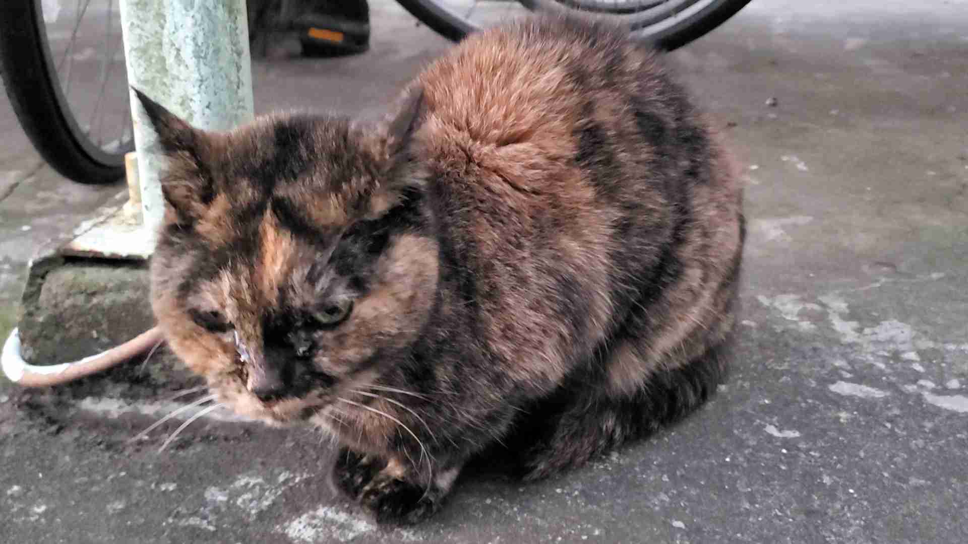がるちゃん猫カフェ119号店開店しました♪(初めての方も大歓迎♪)