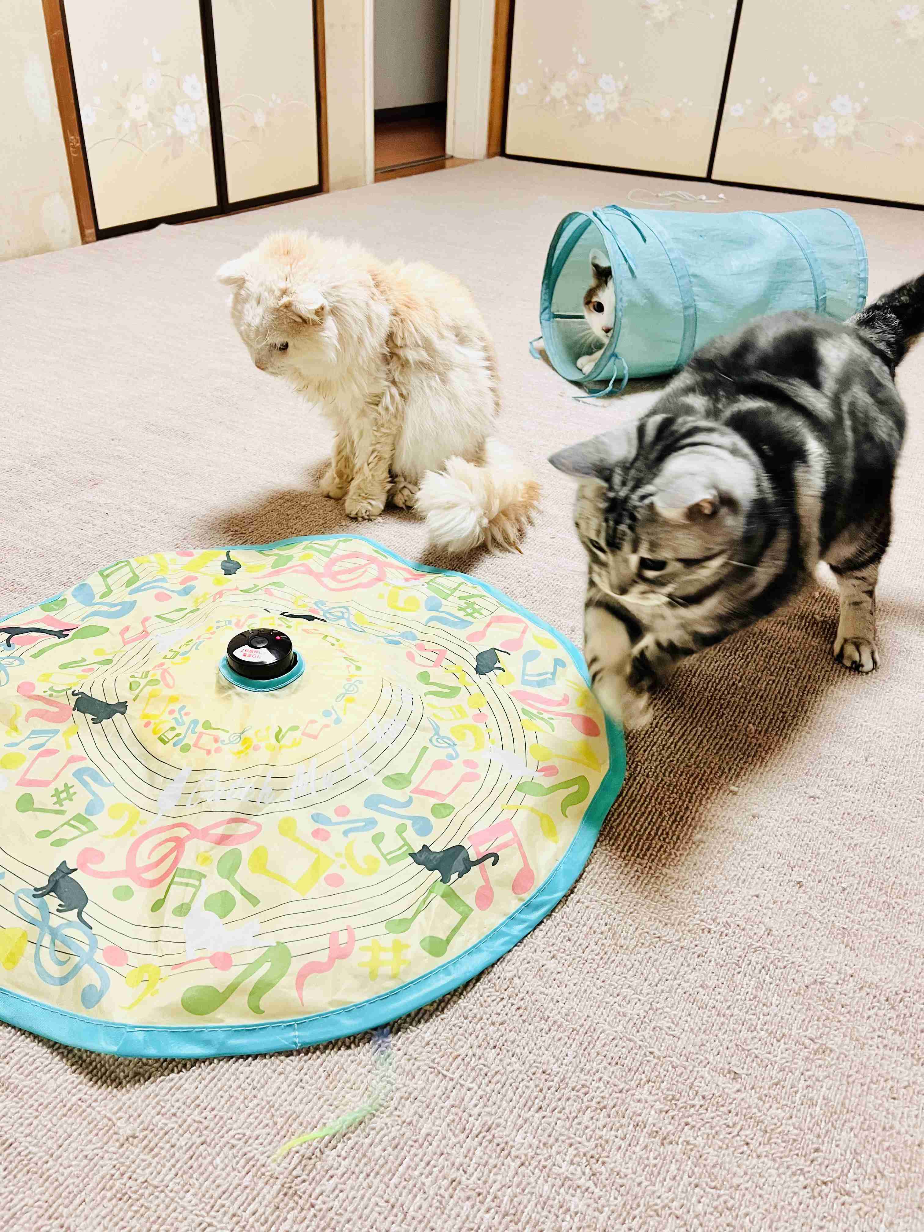 がるちゃん猫カフェ119号店開店しました♪(初めての方も大歓迎♪)