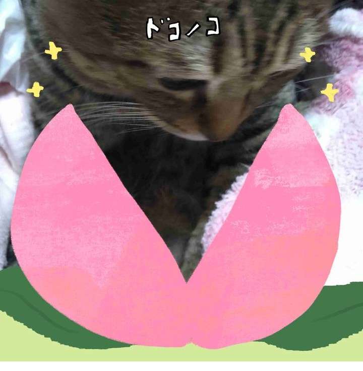 がるちゃん猫カフェ119号店開店しました♪(初めての方も大歓迎♪)