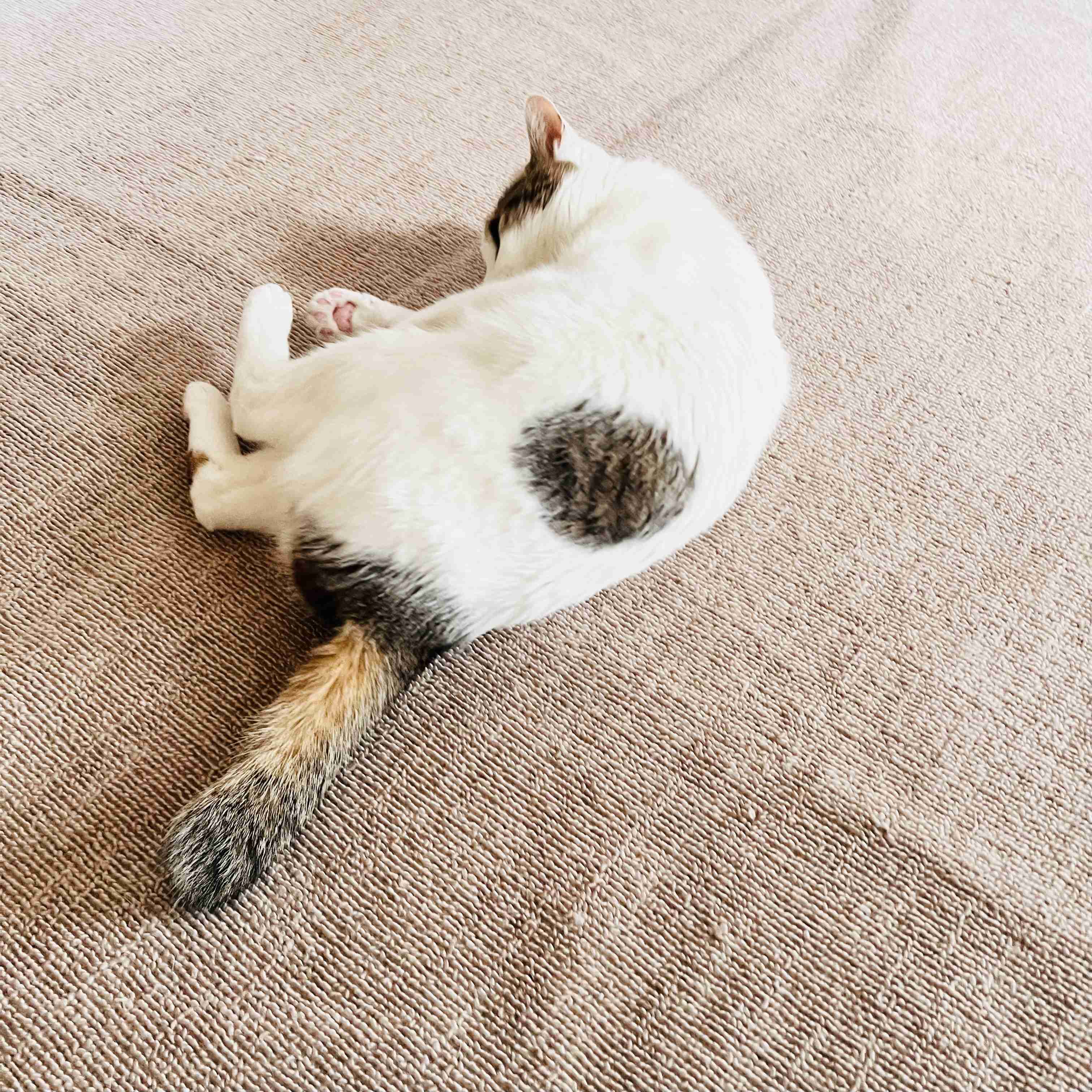 がるちゃん猫カフェ119号店開店しました♪(初めての方も大歓迎♪)