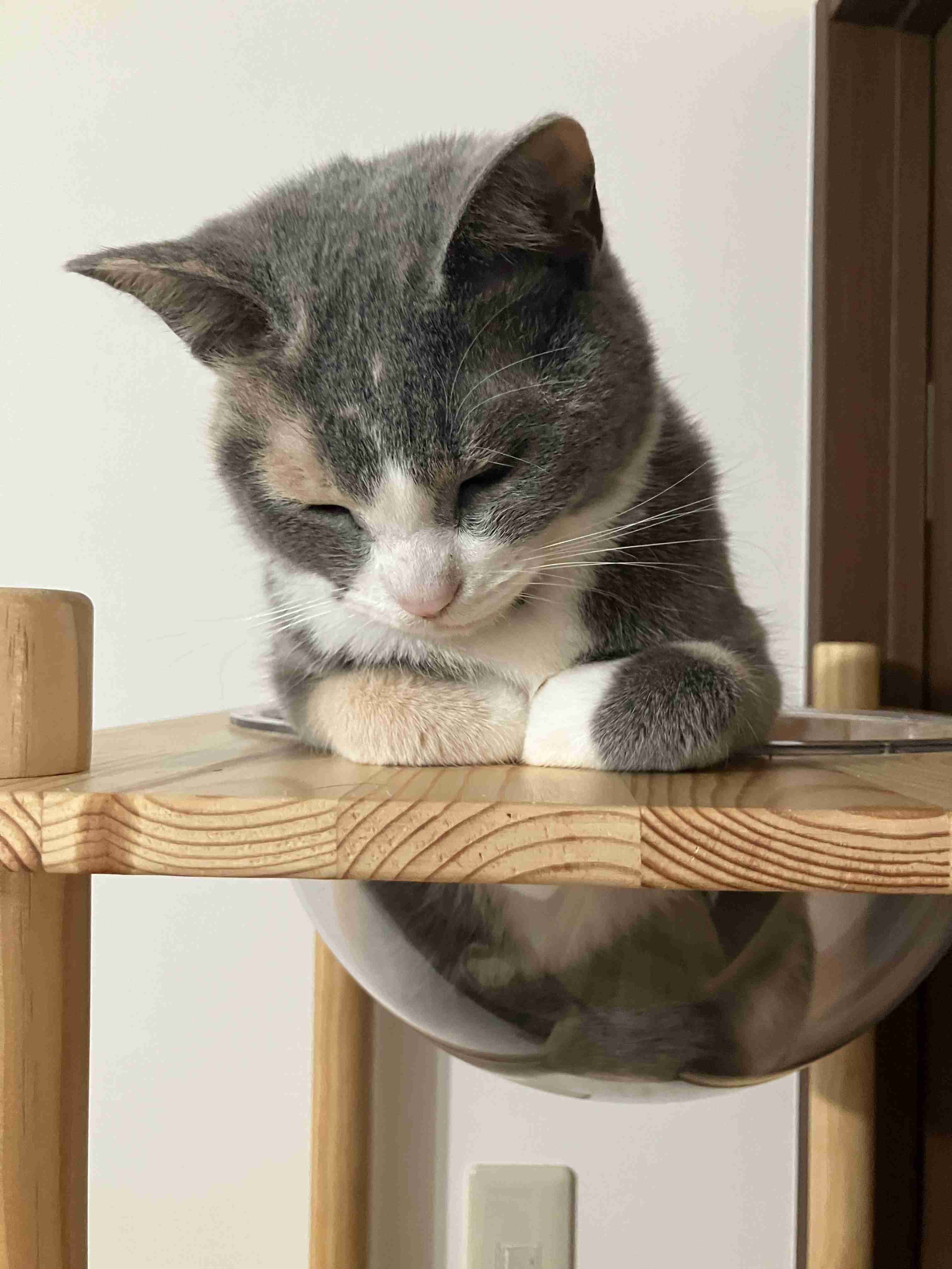 がるちゃん猫カフェ119号店開店しました♪(初めての方も大歓迎♪)