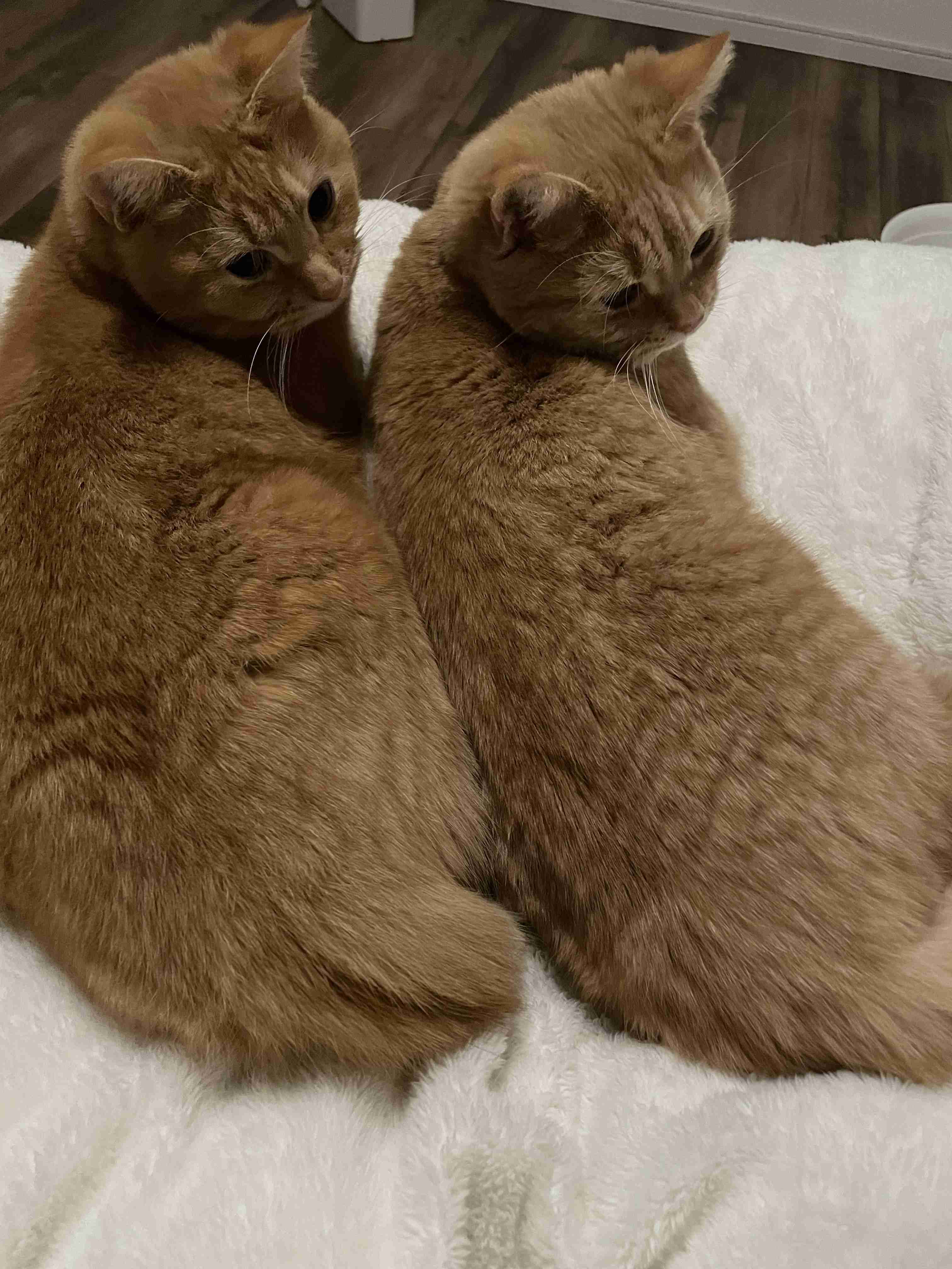 がるちゃん猫カフェ119号店開店しました♪(初めての方も大歓迎♪)