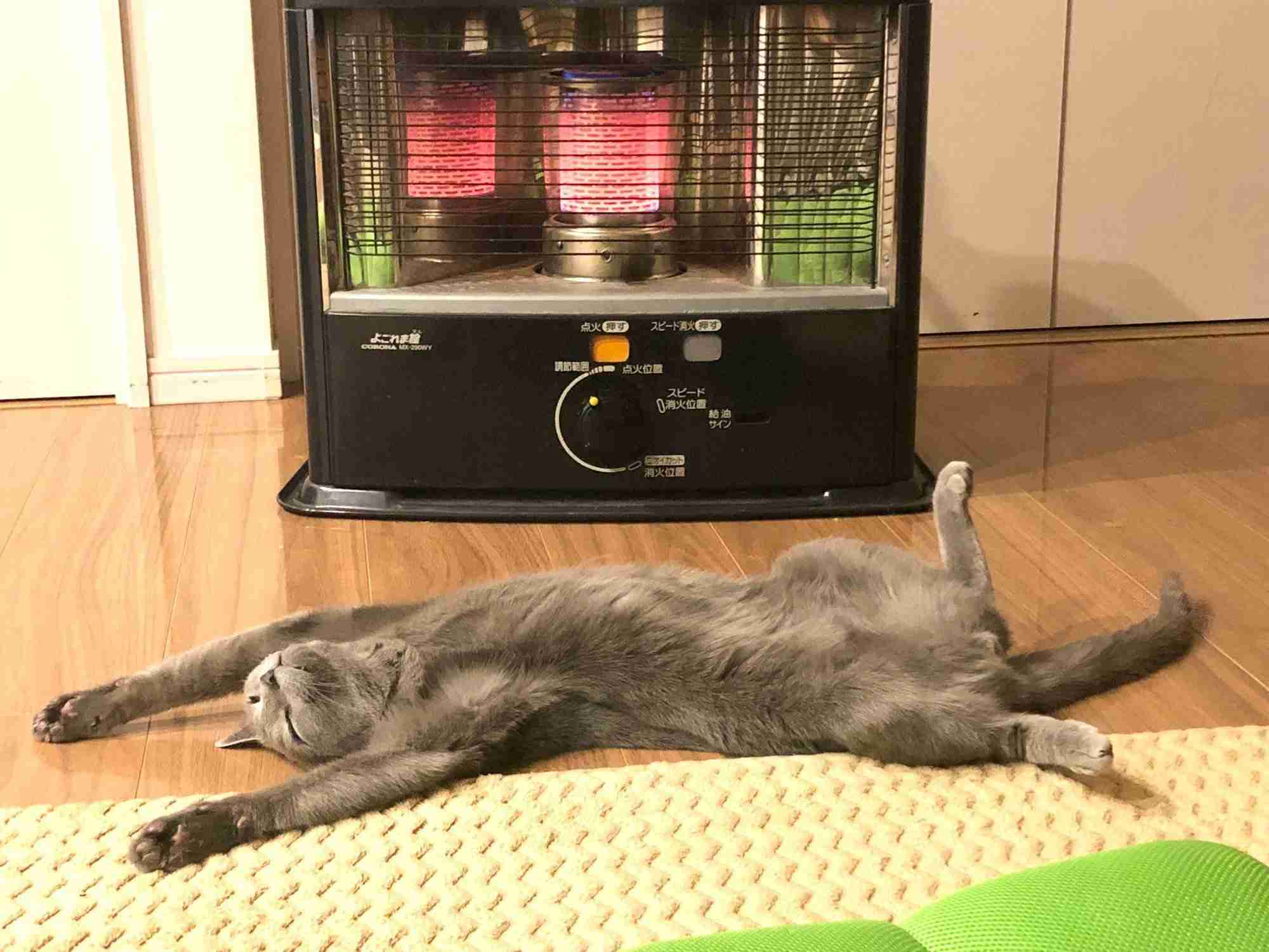 がるちゃん猫カフェ119号店開店しました♪(初めての方も大歓迎♪)