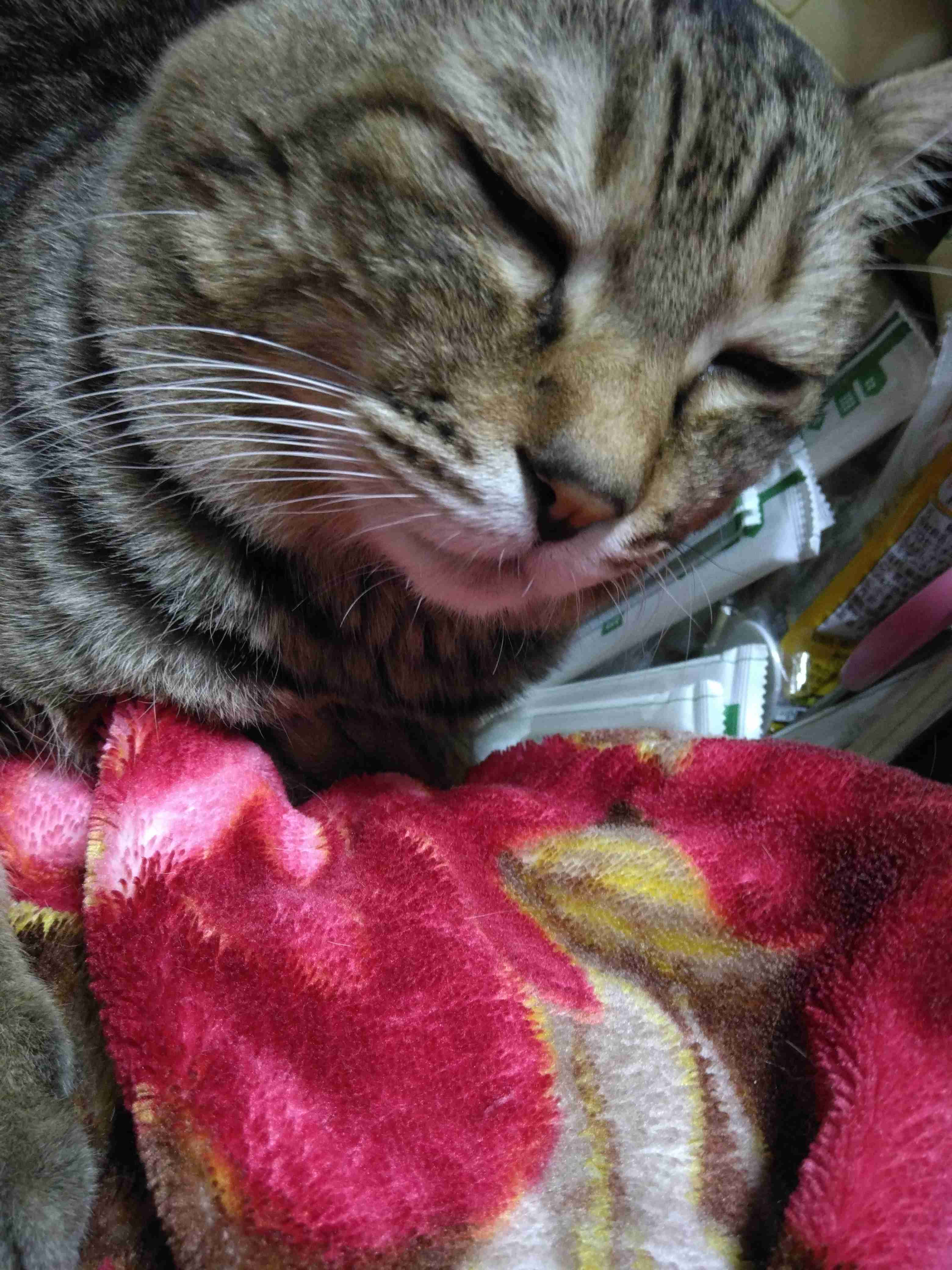 がるちゃん猫カフェ119号店開店しました♪(初めての方も大歓迎♪)