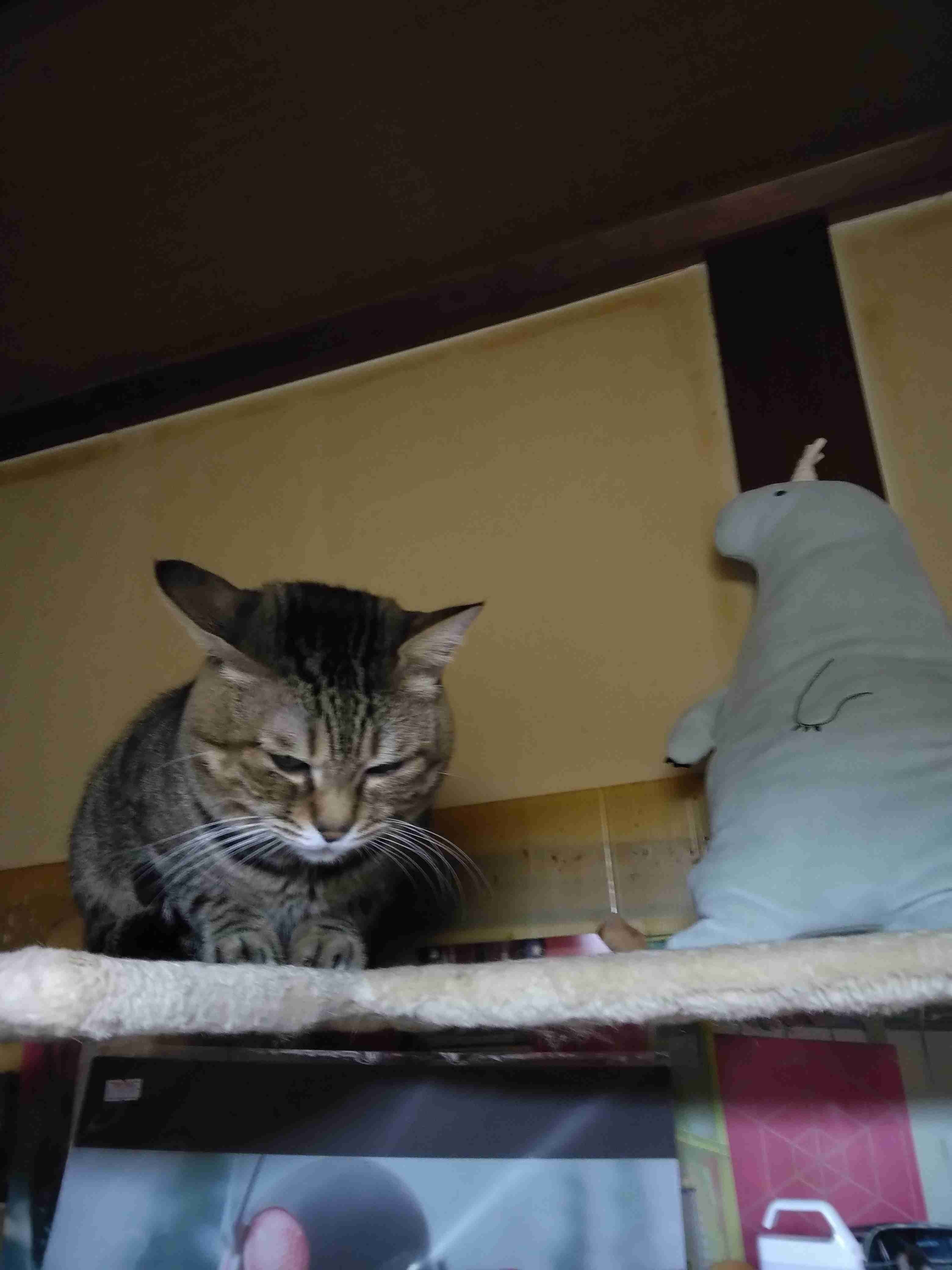 がるちゃん猫カフェ119号店開店しました♪(初めての方も大歓迎♪)