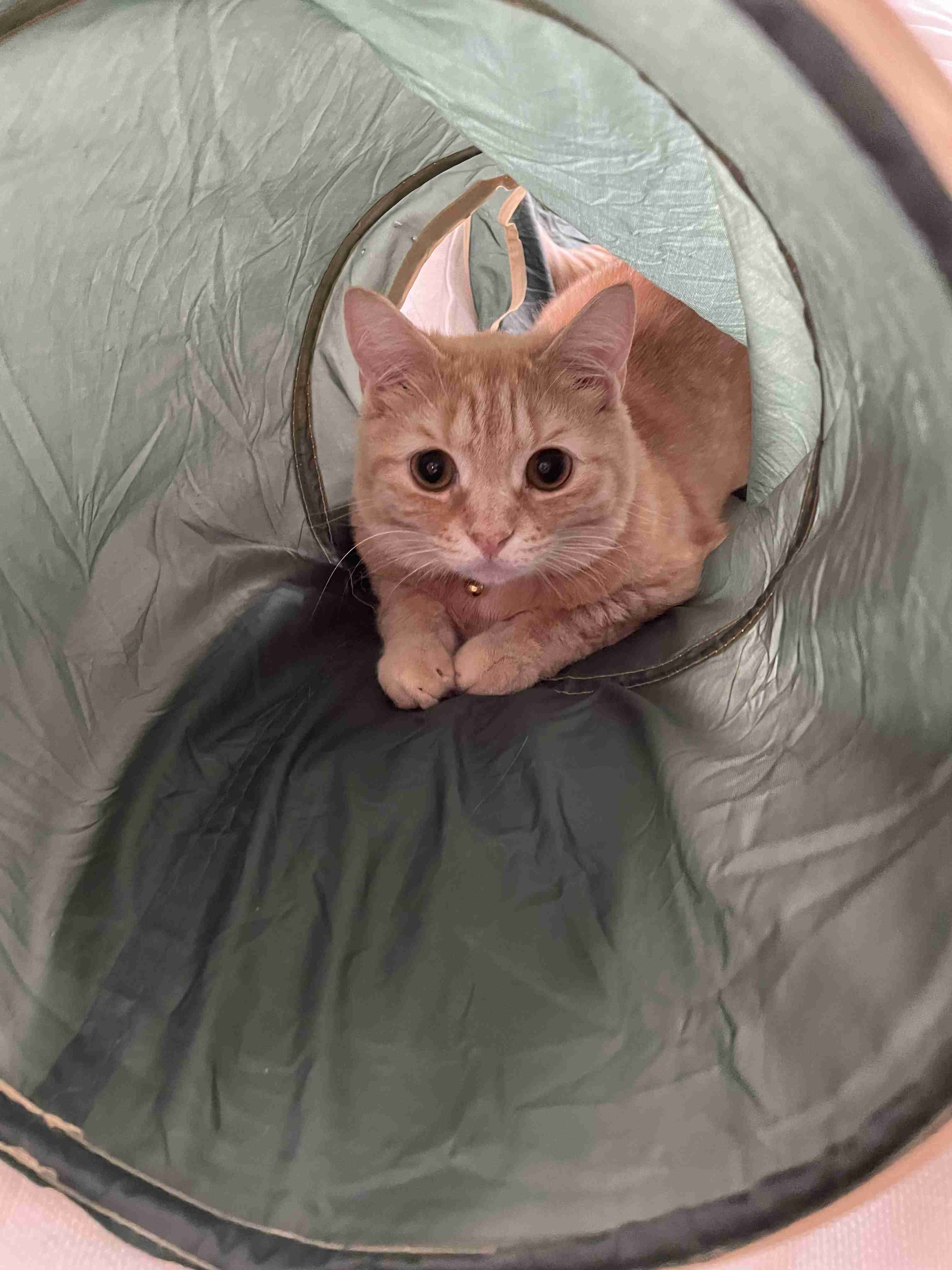 がるちゃん猫カフェ119号店開店しました♪(初めての方も大歓迎♪)