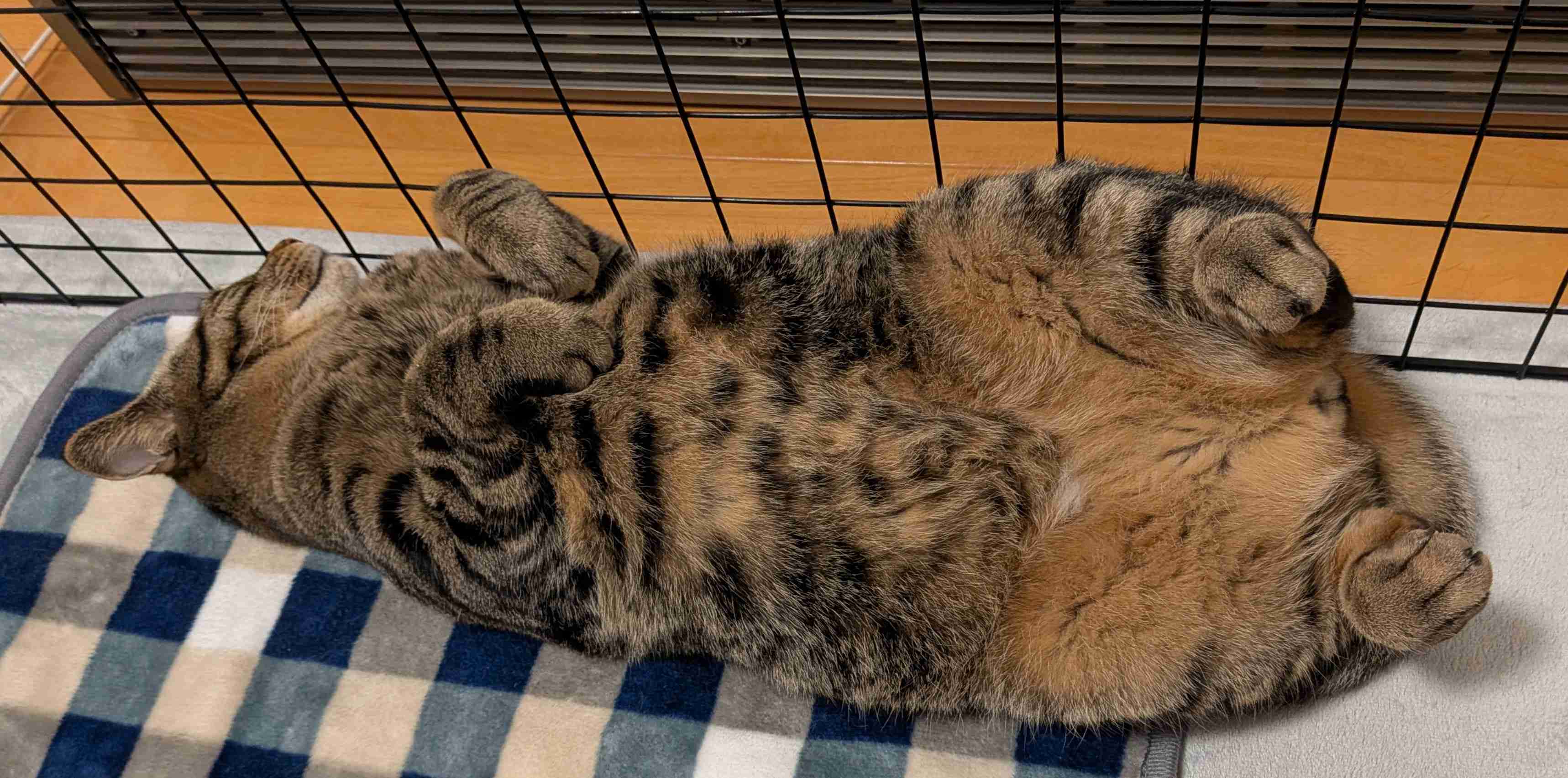 がるちゃん猫カフェ119号店開店しました♪(初めての方も大歓迎♪)