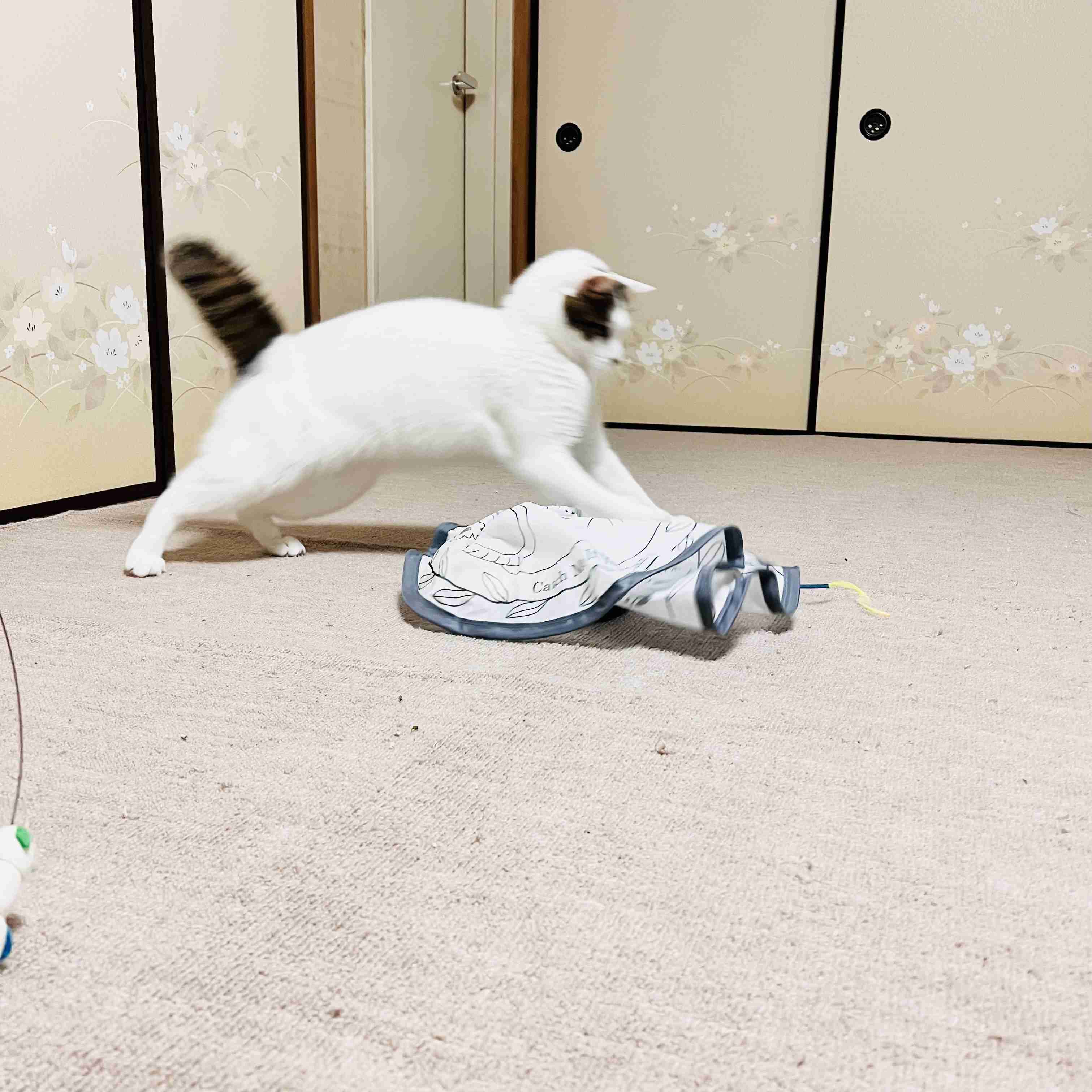 がるちゃん猫カフェ119号店開店しました♪(初めての方も大歓迎♪)
