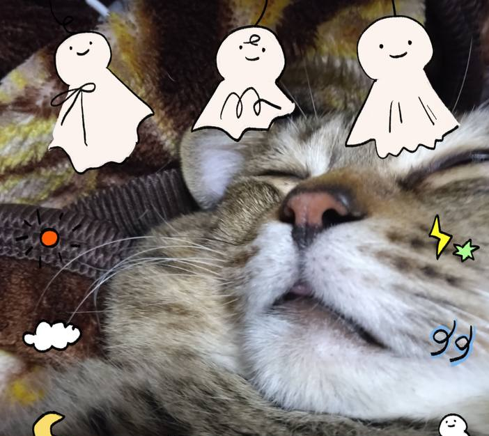 がるちゃん猫カフェ119号店開店しました♪(初めての方も大歓迎♪)