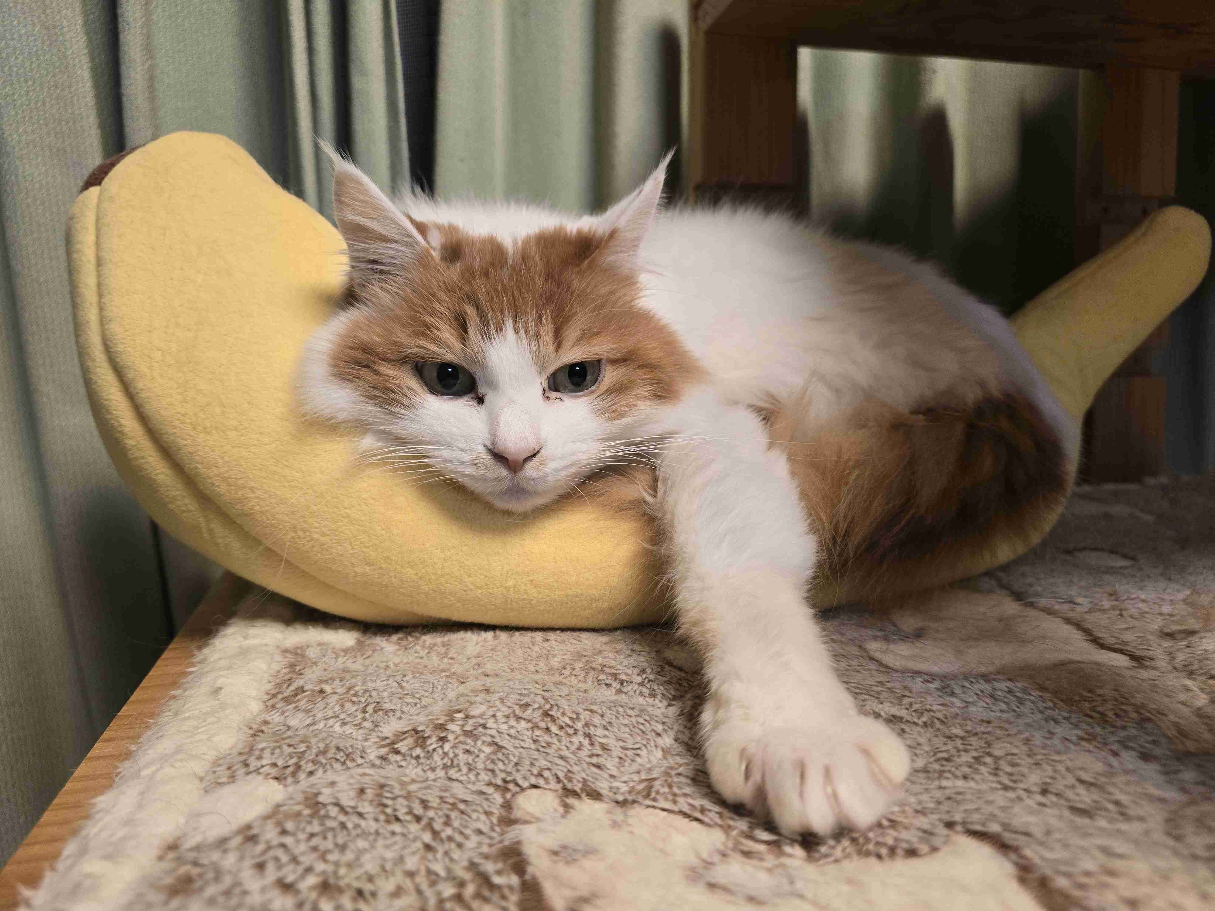 がるちゃん猫カフェ119号店開店しました♪(初めての方も大歓迎♪)