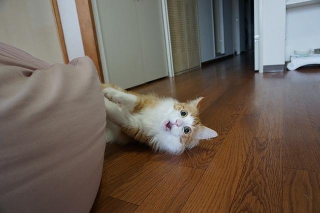 がるちゃん猫カフェ119号店開店しました♪(初めての方も大歓迎♪)