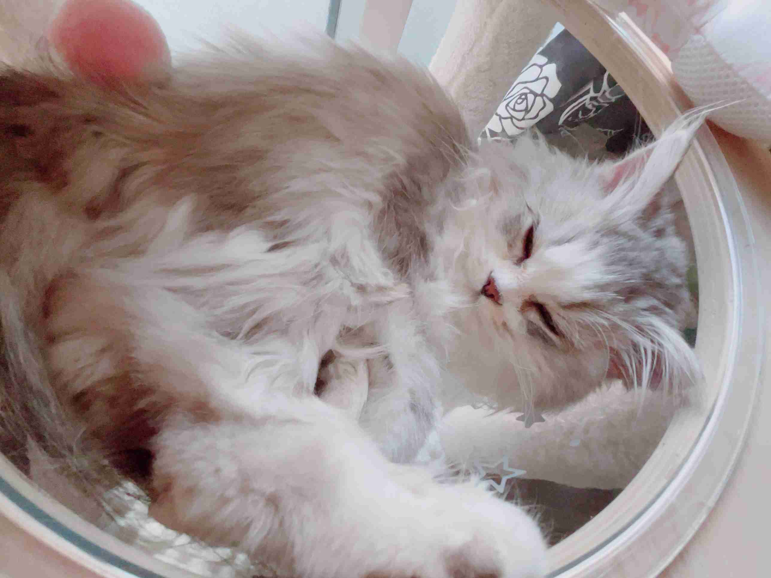 がるちゃん猫カフェ119号店開店しました♪(初めての方も大歓迎♪)