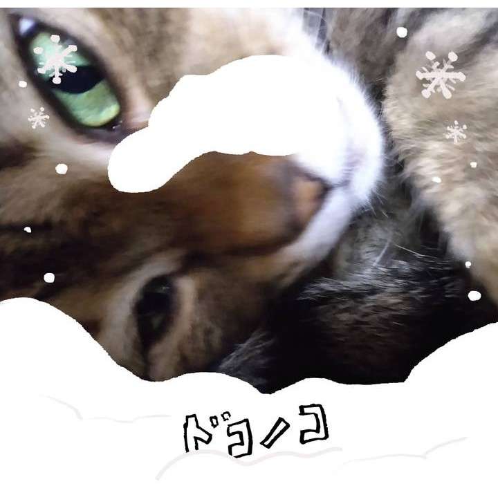 がるちゃん猫カフェ119号店開店しました♪(初めての方も大歓迎♪)