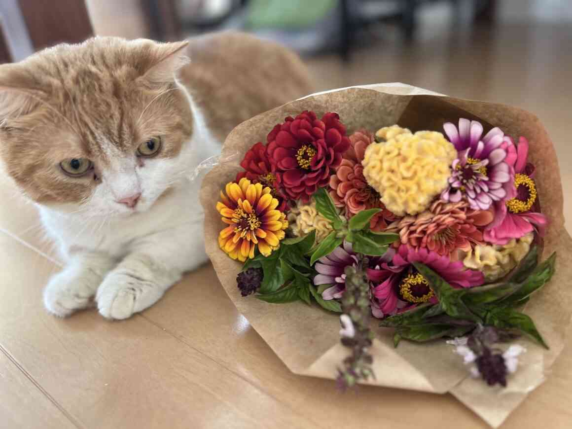 がるちゃん猫カフェ119号店開店しました♪(初めての方も大歓迎♪)