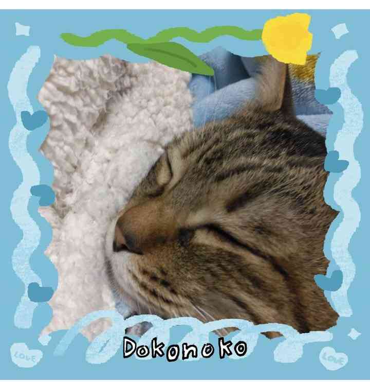 がるちゃん猫カフェ119号店開店しました♪(初めての方も大歓迎♪)