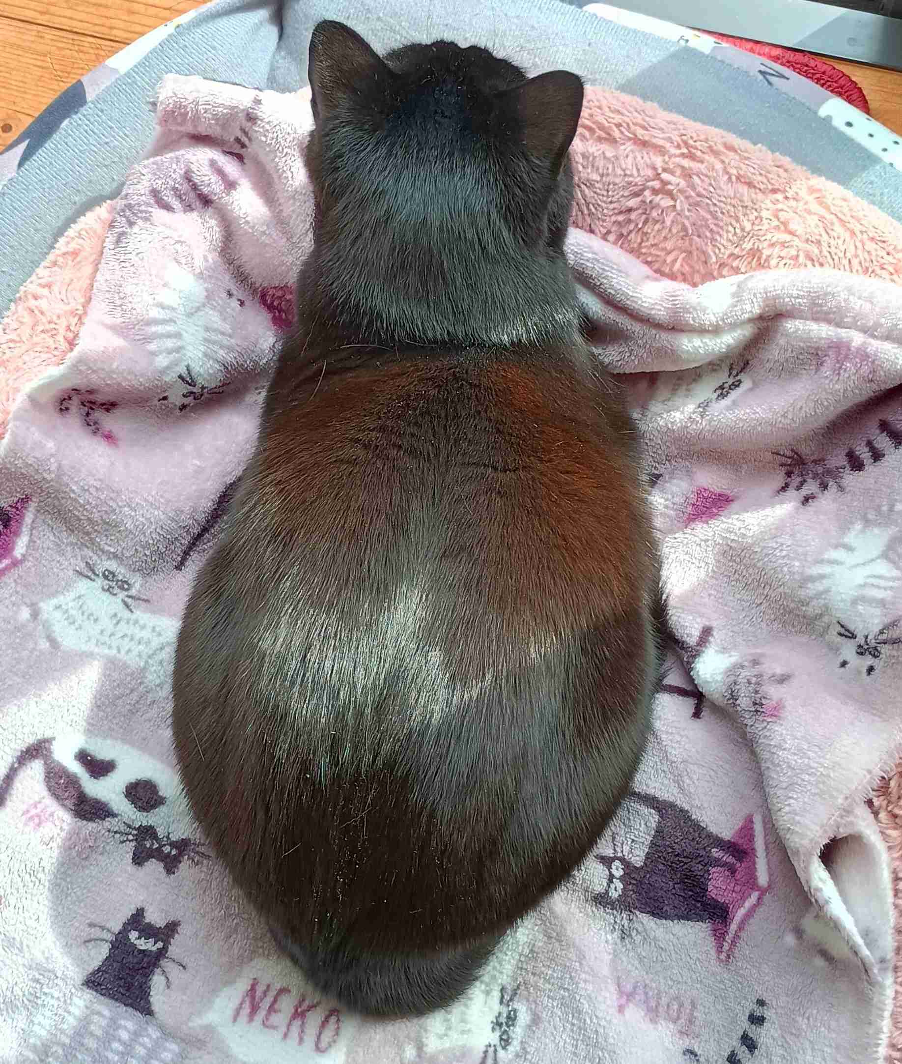 がるちゃん猫カフェ119号店開店しました♪(初めての方も大歓迎♪)