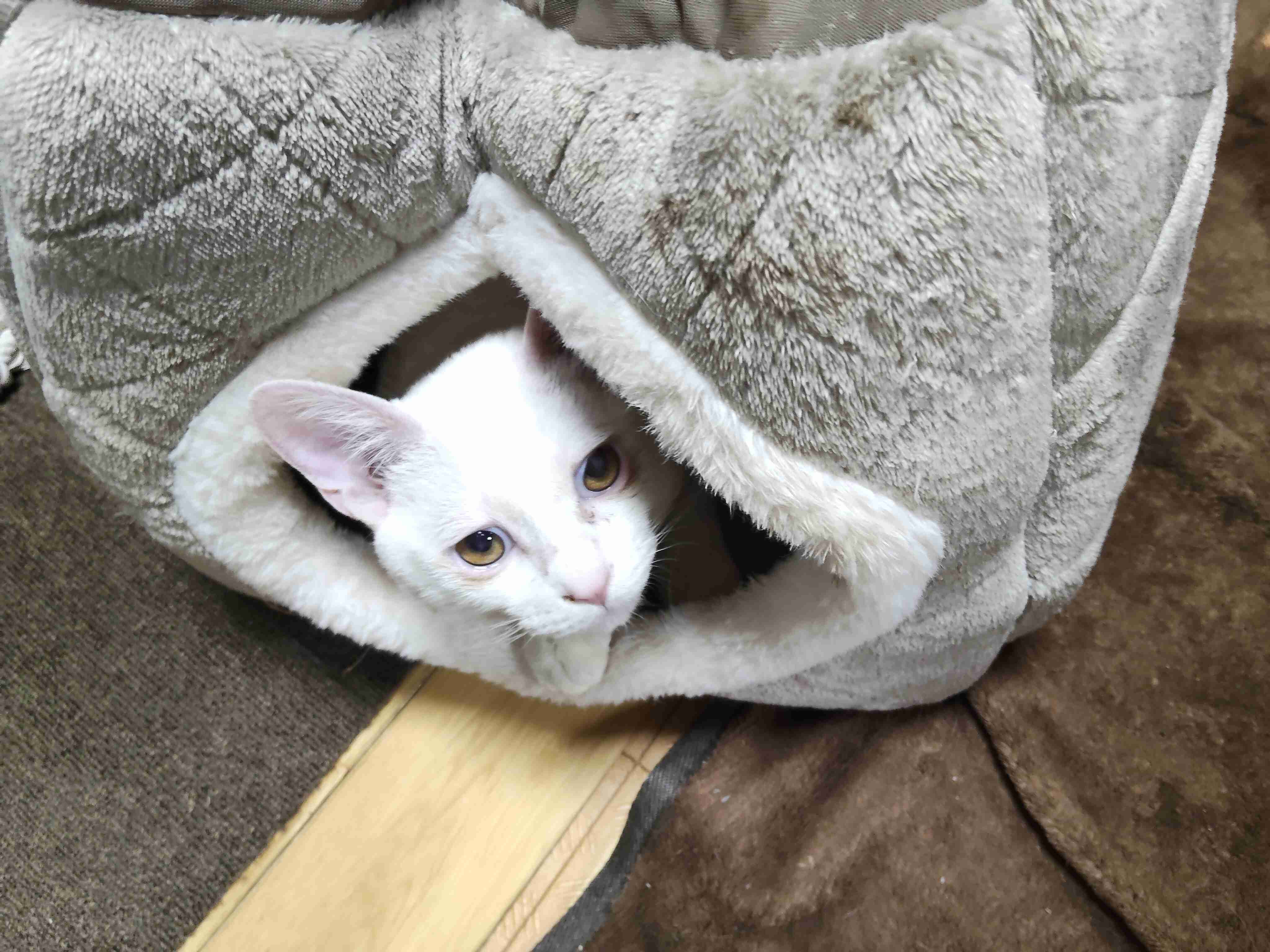 がるちゃん猫カフェ119号店開店しました♪(初めての方も大歓迎♪)