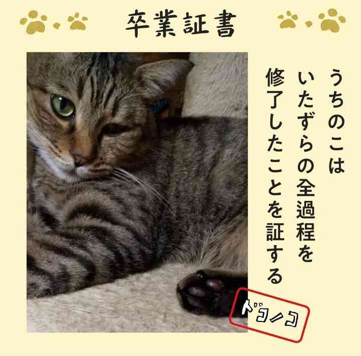 がるちゃん猫カフェ119号店開店しました♪(初めての方も大歓迎♪)
