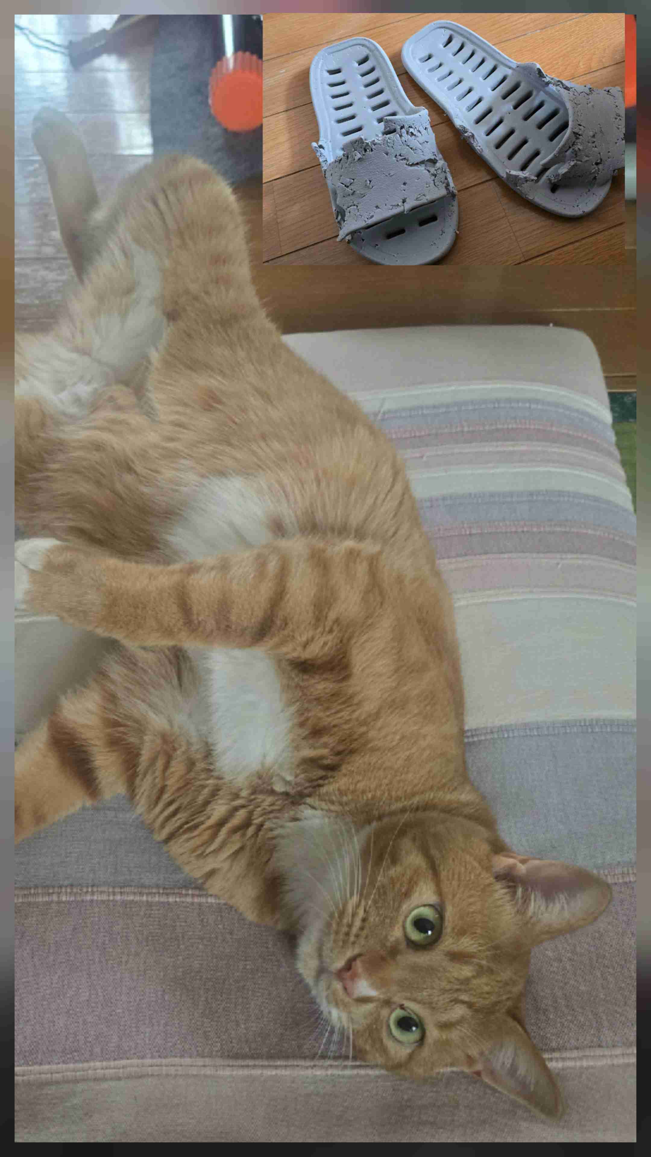 がるちゃん猫カフェ119号店開店しました♪(初めての方も大歓迎♪)