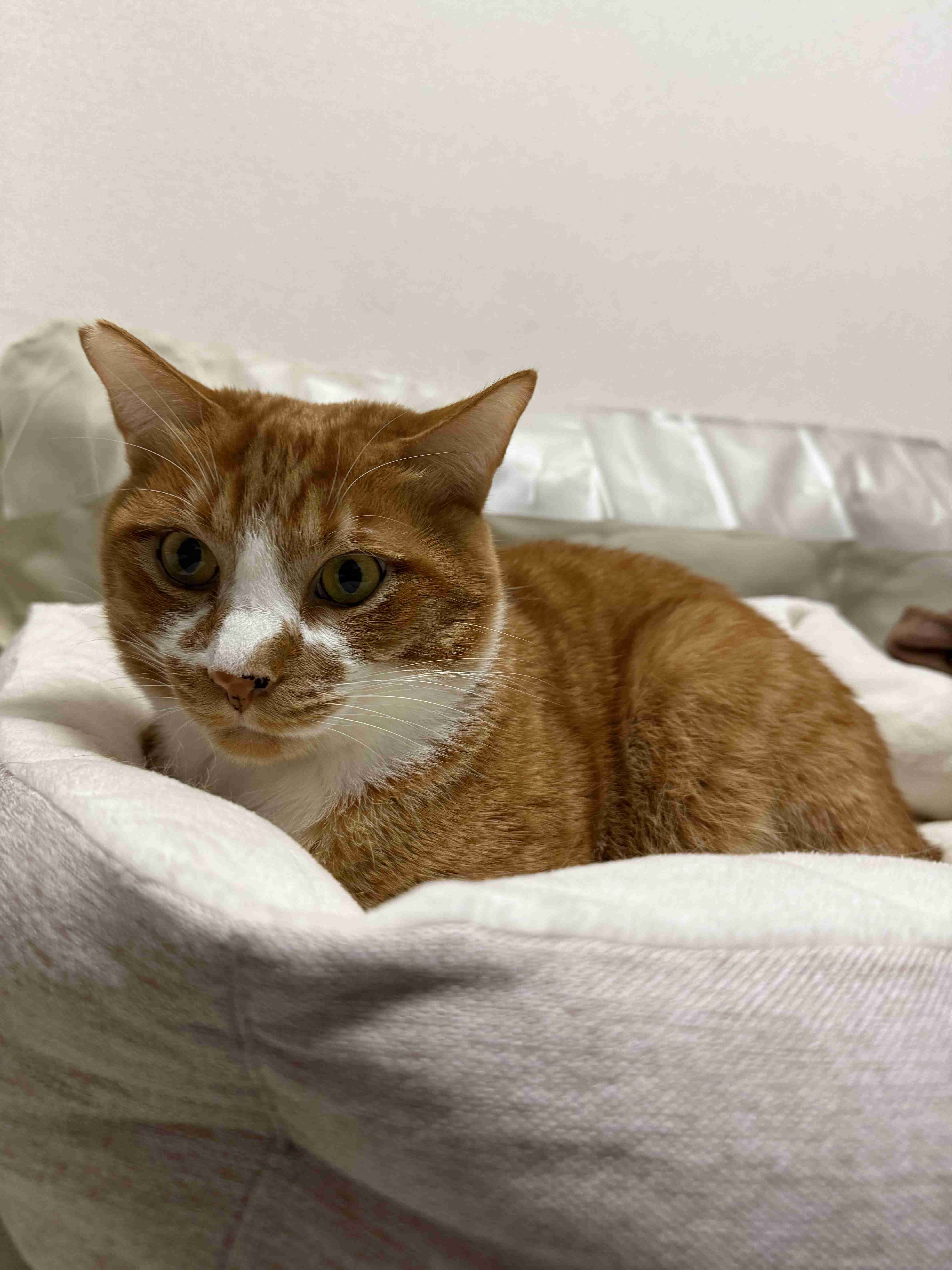 がるちゃん猫カフェ119号店開店しました♪(初めての方も大歓迎♪)