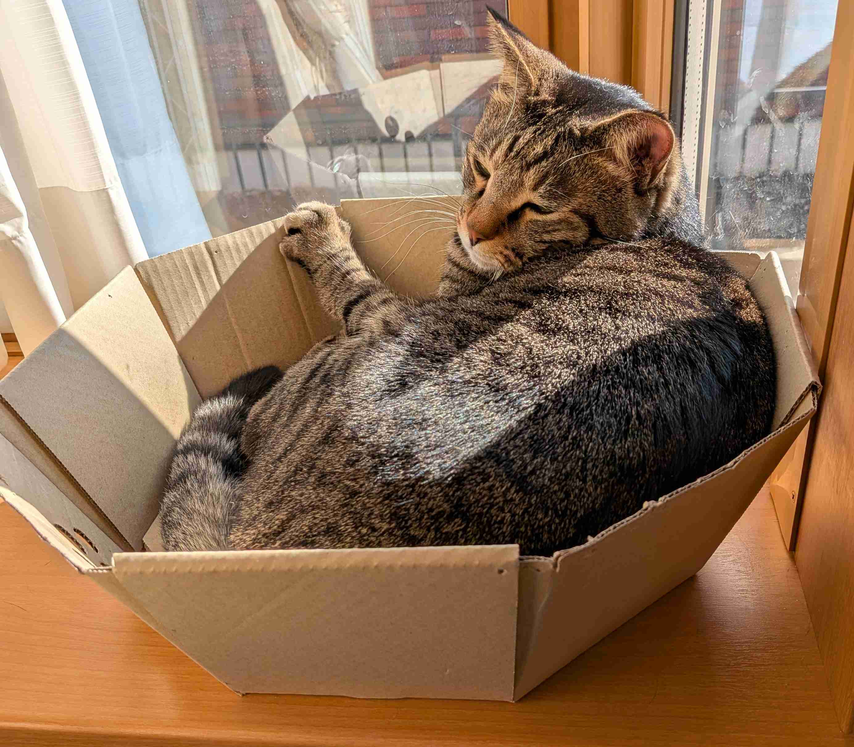 がるちゃん猫カフェ119号店開店しました♪(初めての方も大歓迎♪)