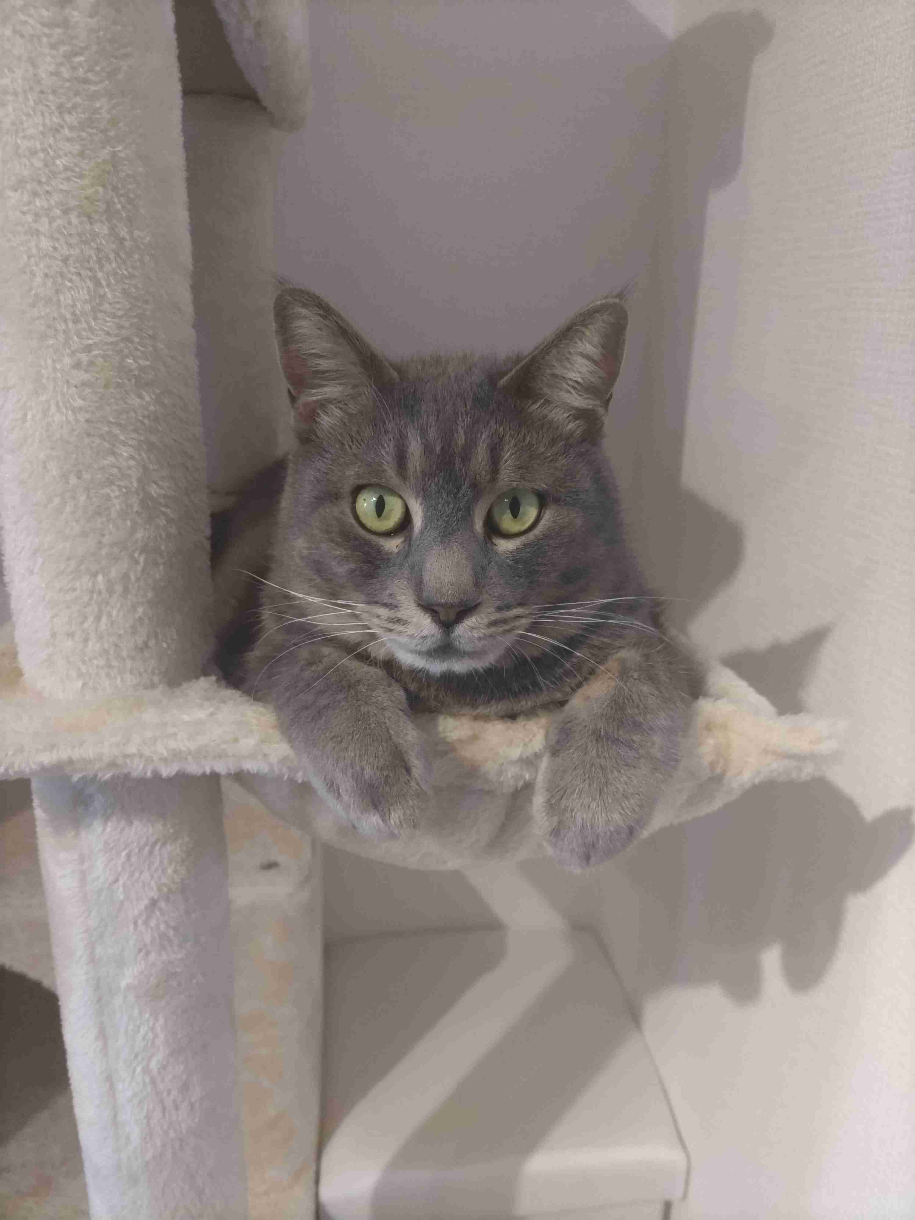 がるちゃん猫カフェ119号店開店しました♪(初めての方も大歓迎♪)