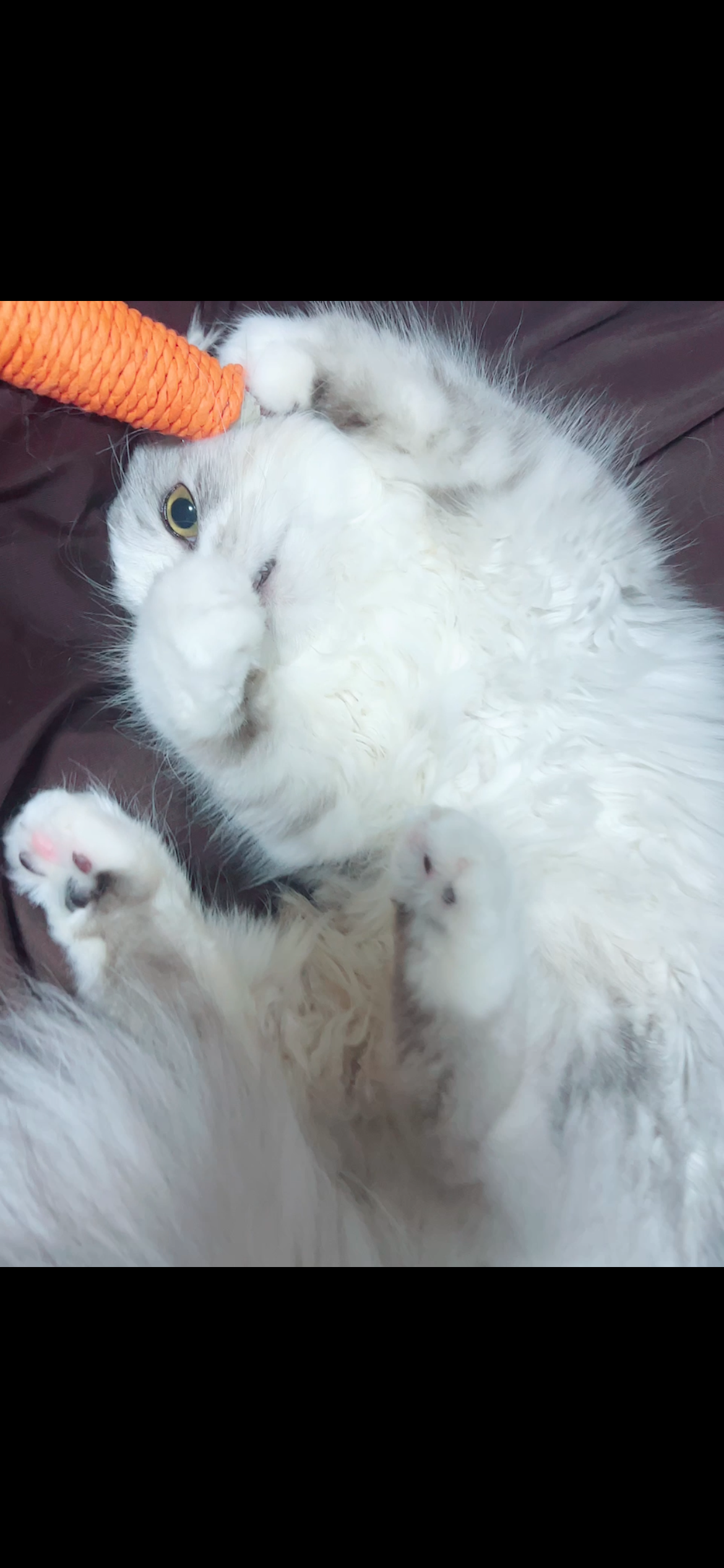 がるちゃん猫カフェ119号店開店しました♪(初めての方も大歓迎♪)