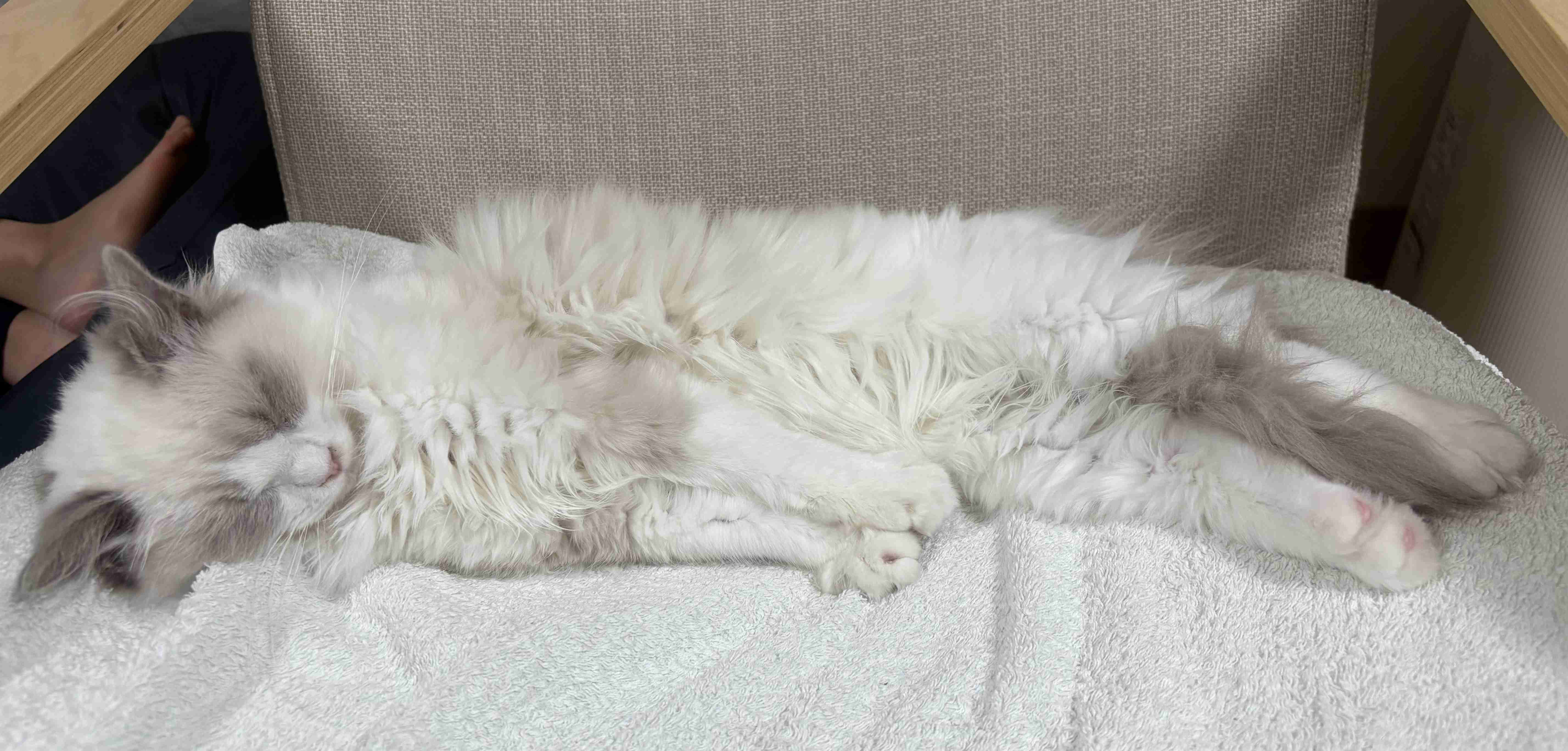 がるちゃん猫カフェ119号店開店しました♪(初めての方も大歓迎♪)