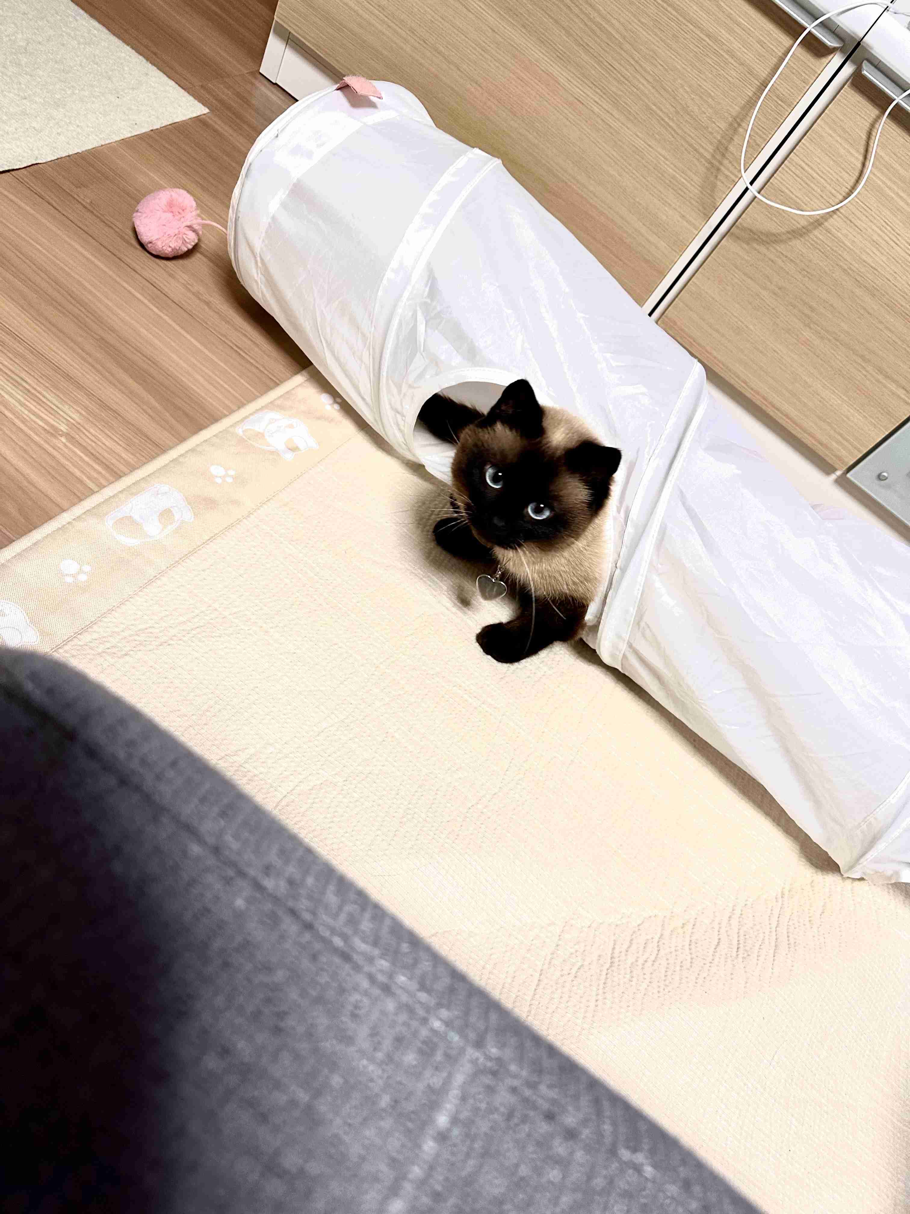 がるちゃん猫カフェ119号店開店しました♪(初めての方も大歓迎♪)
