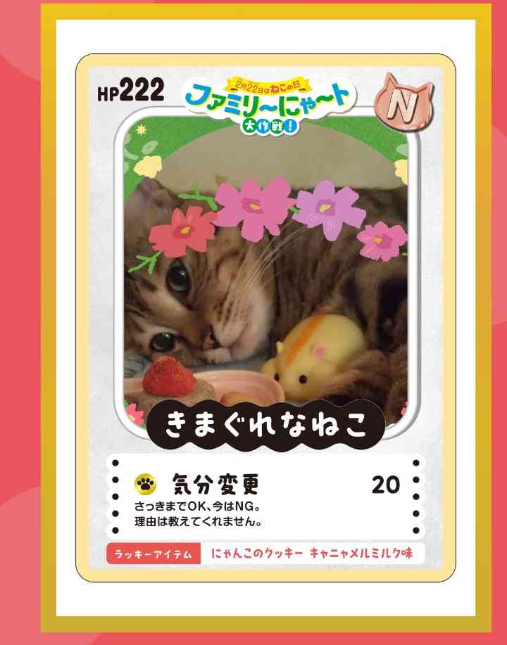 がるちゃん猫カフェ119号店開店しました♪(初めての方も大歓迎♪)