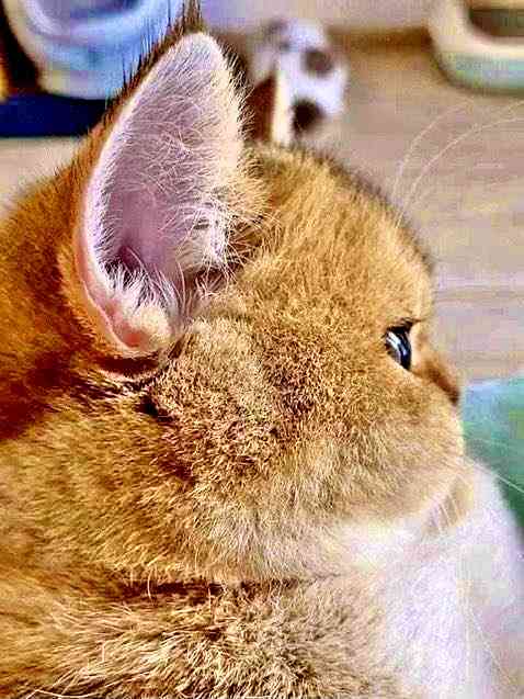 がるちゃん猫カフェ119号店開店しました♪(初めての方も大歓迎♪)