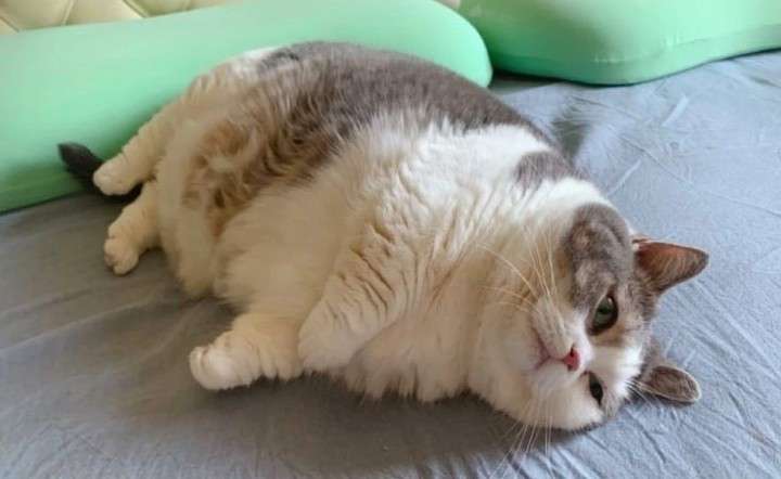 がるちゃん猫カフェ119号店開店しました♪(初めての方も大歓迎♪)