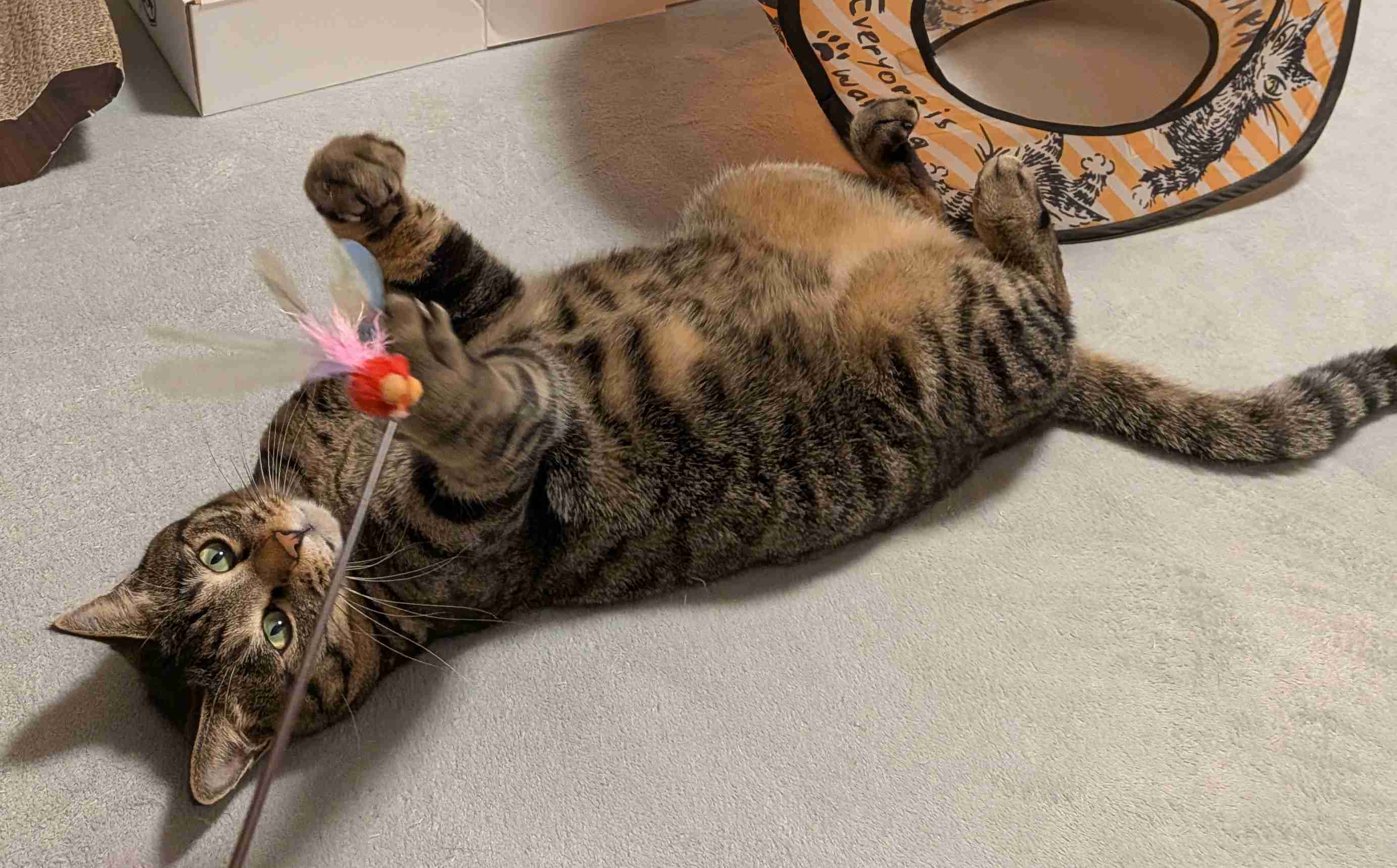 がるちゃん猫カフェ119号店開店しました♪(初めての方も大歓迎♪)