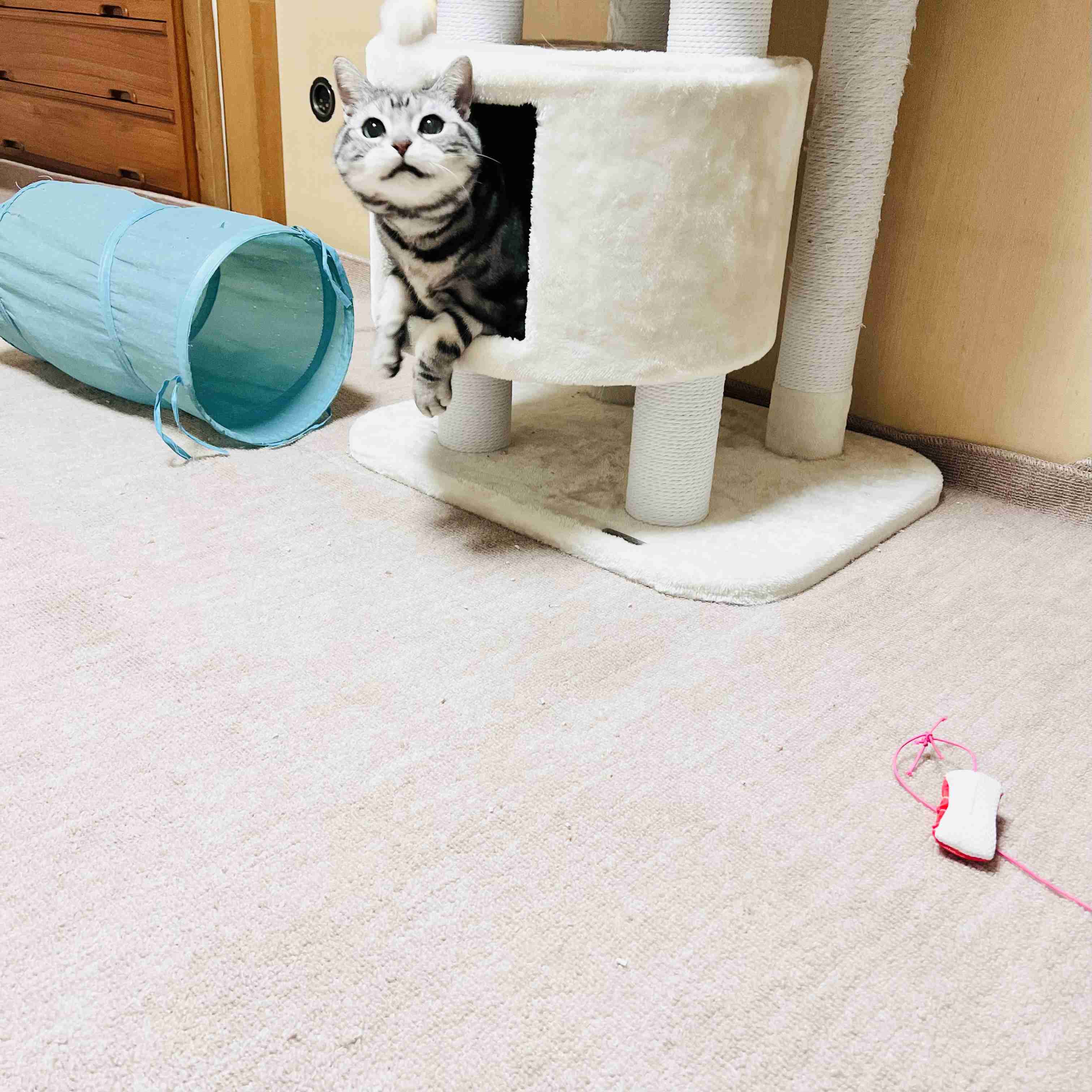 がるちゃん猫カフェ119号店開店しました♪(初めての方も大歓迎♪)