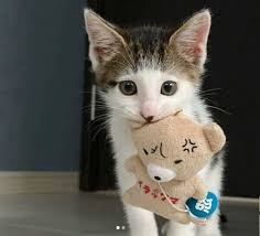 がるちゃん猫カフェ119号店開店しました♪(初めての方も大歓迎♪)