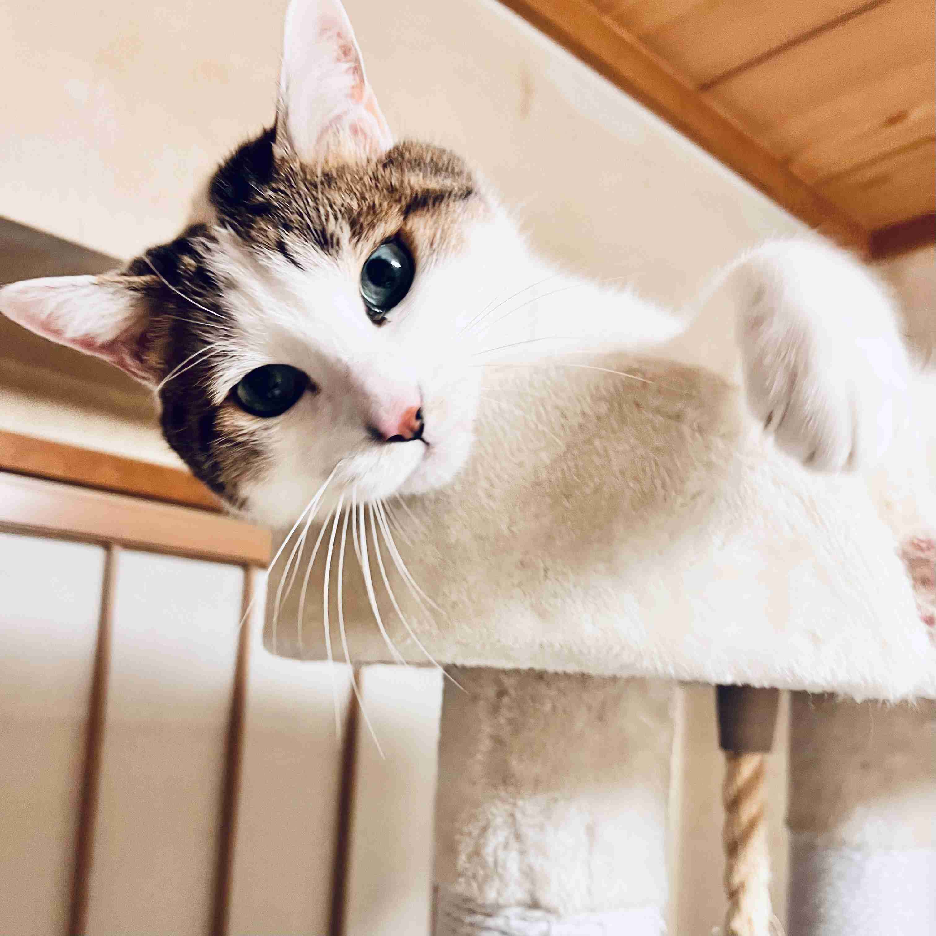 がるちゃん猫カフェ119号店開店しました♪(初めての方も大歓迎♪)