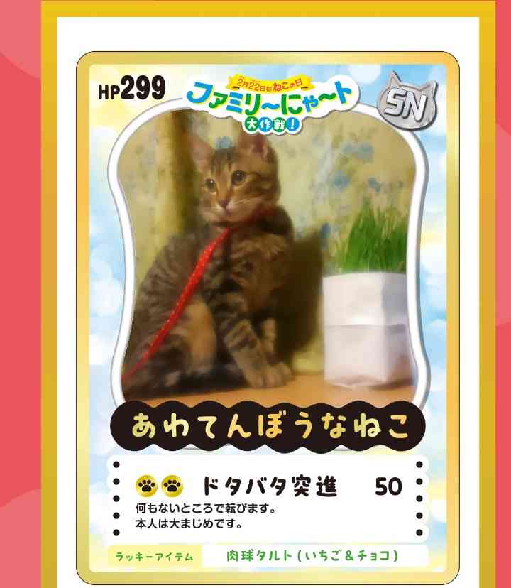 がるちゃん猫カフェ119号店開店しました♪(初めての方も大歓迎♪)