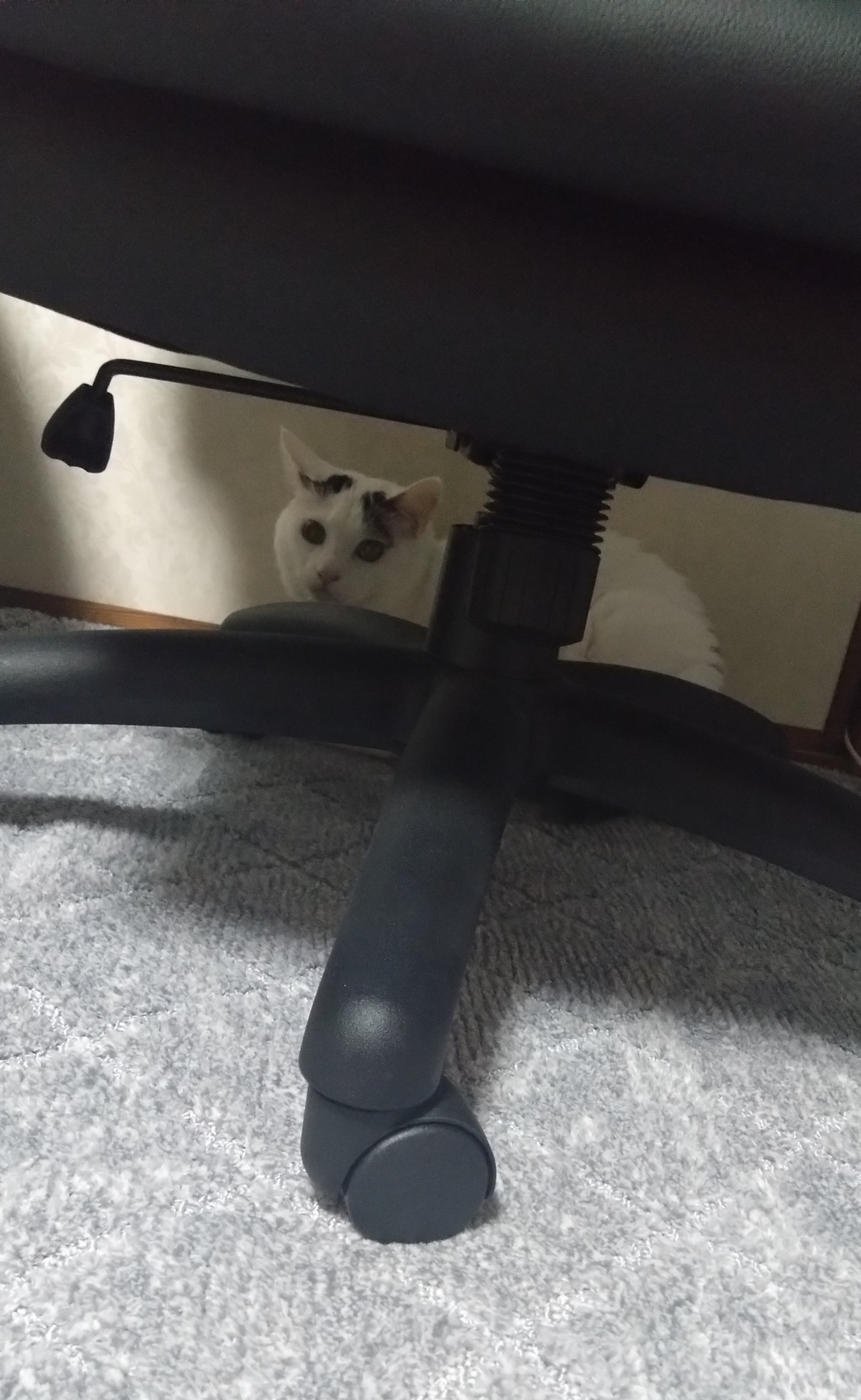 がるちゃん猫カフェ119号店開店しました♪(初めての方も大歓迎♪)