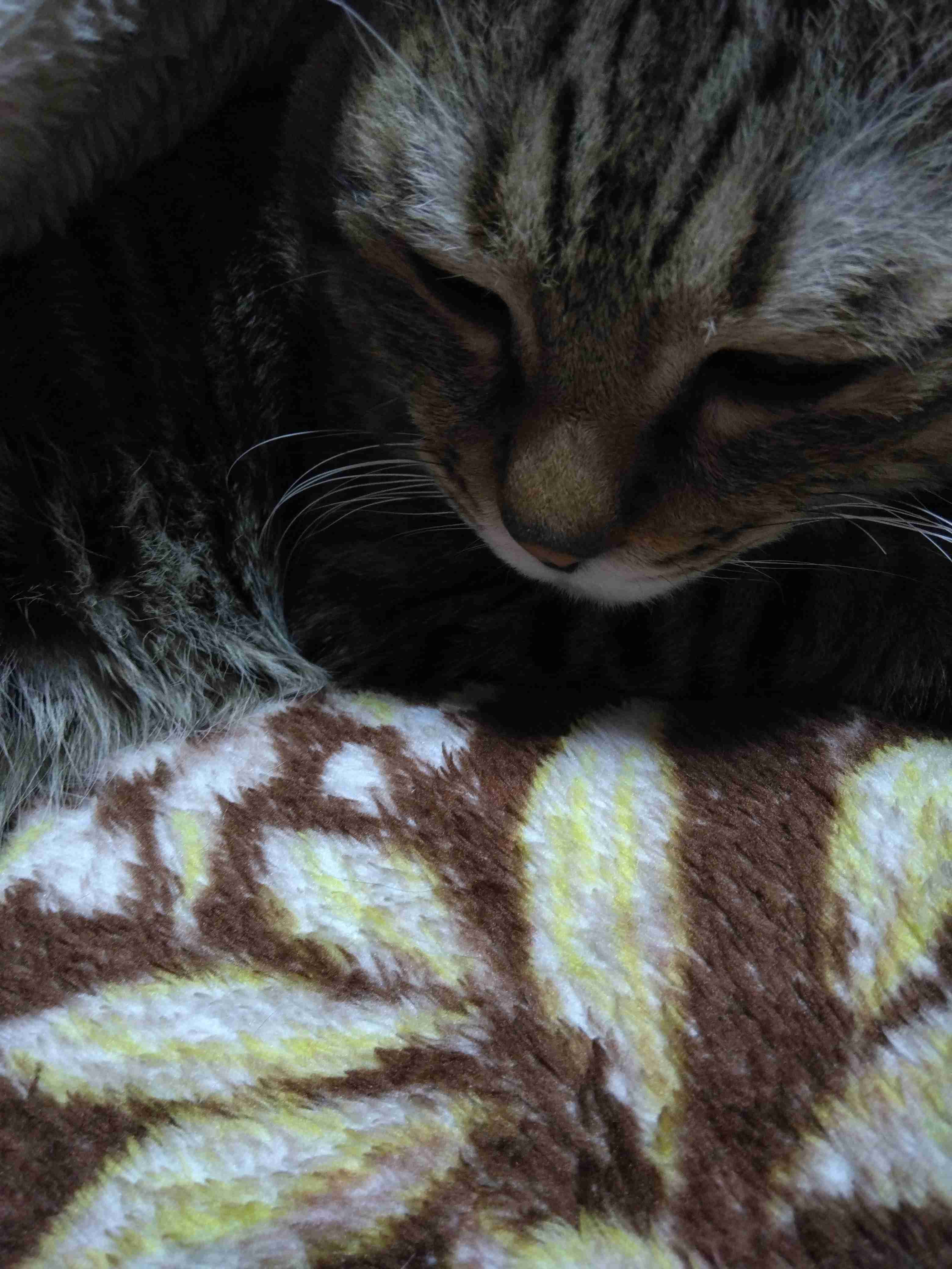 がるちゃん猫カフェ119号店開店しました♪(初めての方も大歓迎♪)