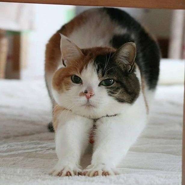 がるちゃん猫カフェ119号店開店しました♪(初めての方も大歓迎♪)