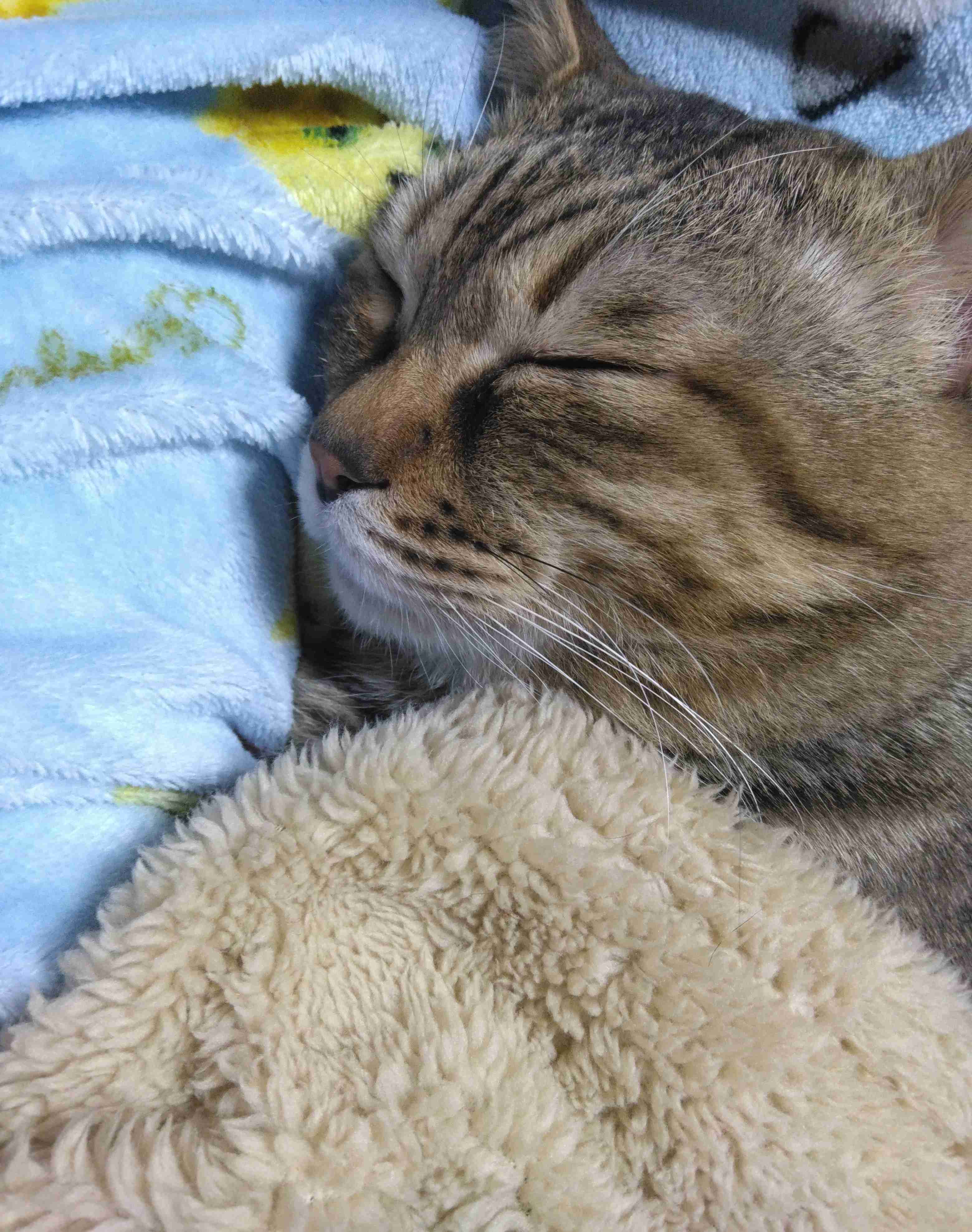 がるちゃん猫カフェ119号店開店しました♪(初めての方も大歓迎♪)