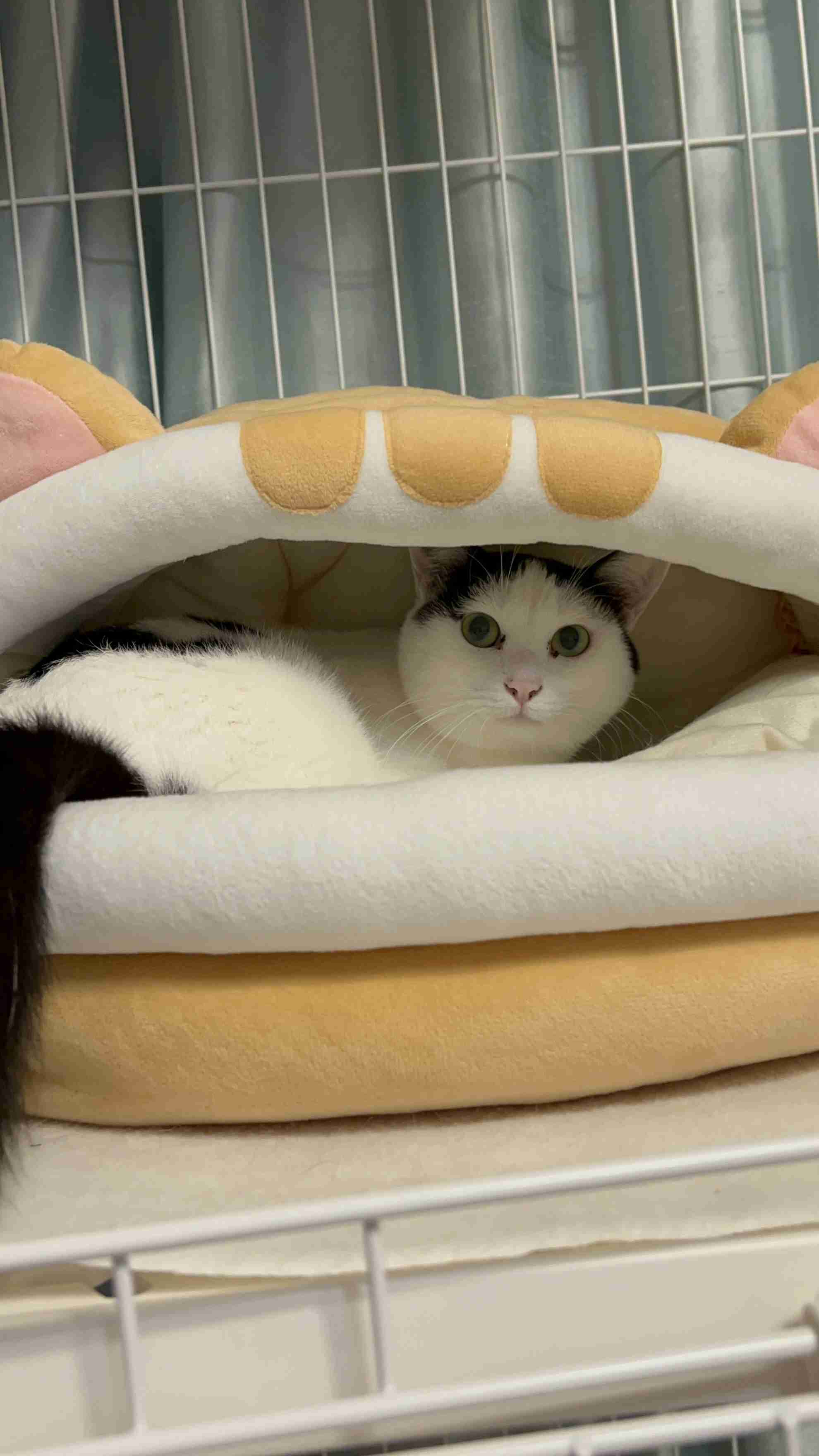 がるちゃん猫カフェ119号店開店しました♪(初めての方も大歓迎♪)