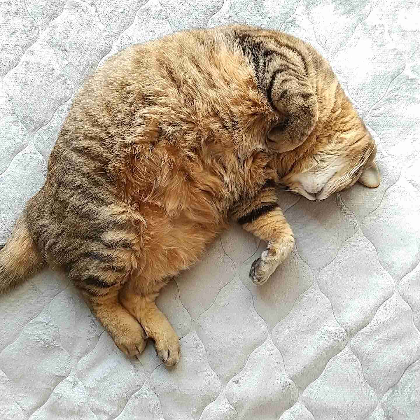がるちゃん猫カフェ119号店開店しました♪(初めての方も大歓迎♪)