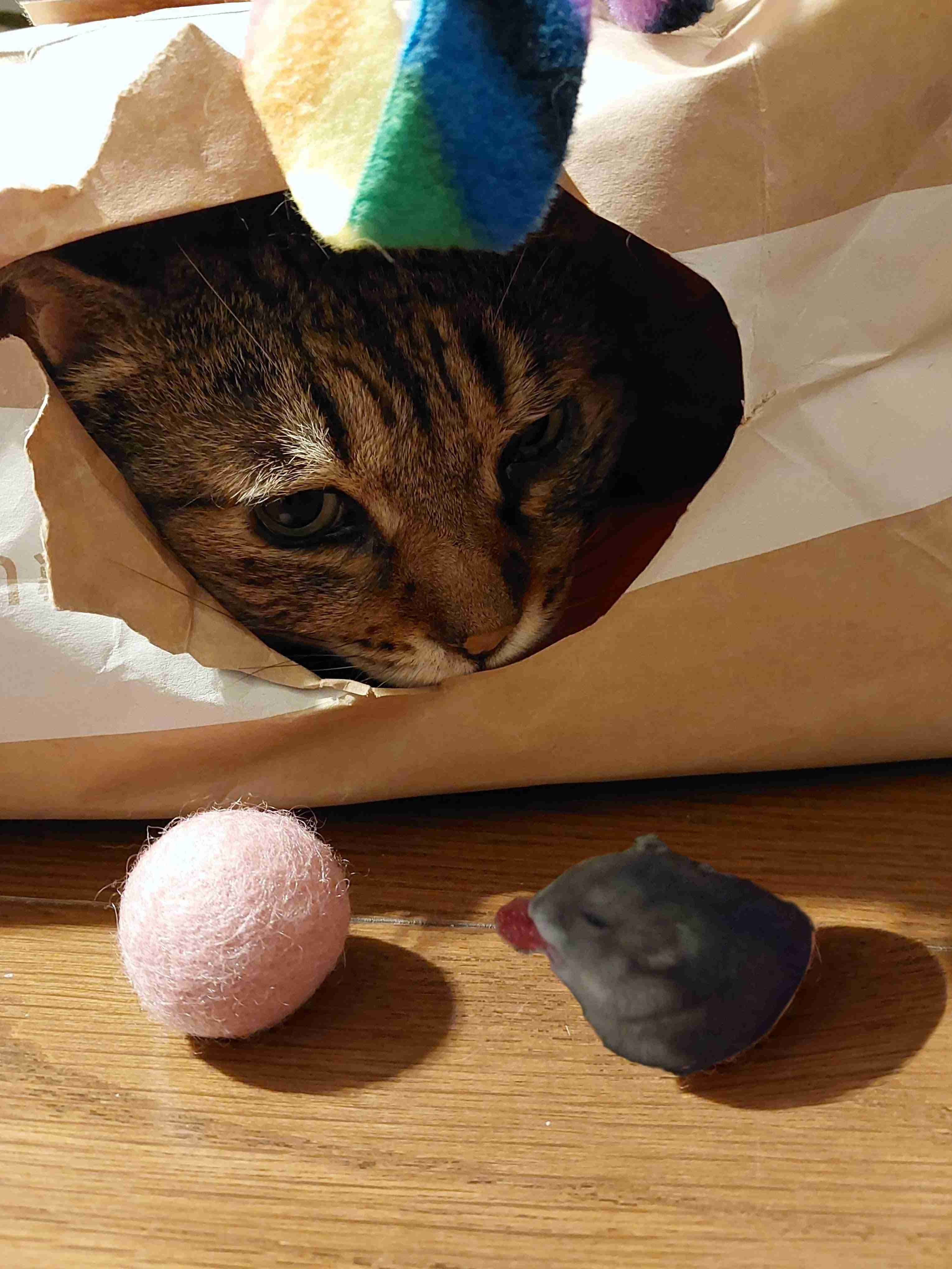 がるちゃん猫カフェ119号店開店しました♪(初めての方も大歓迎♪)