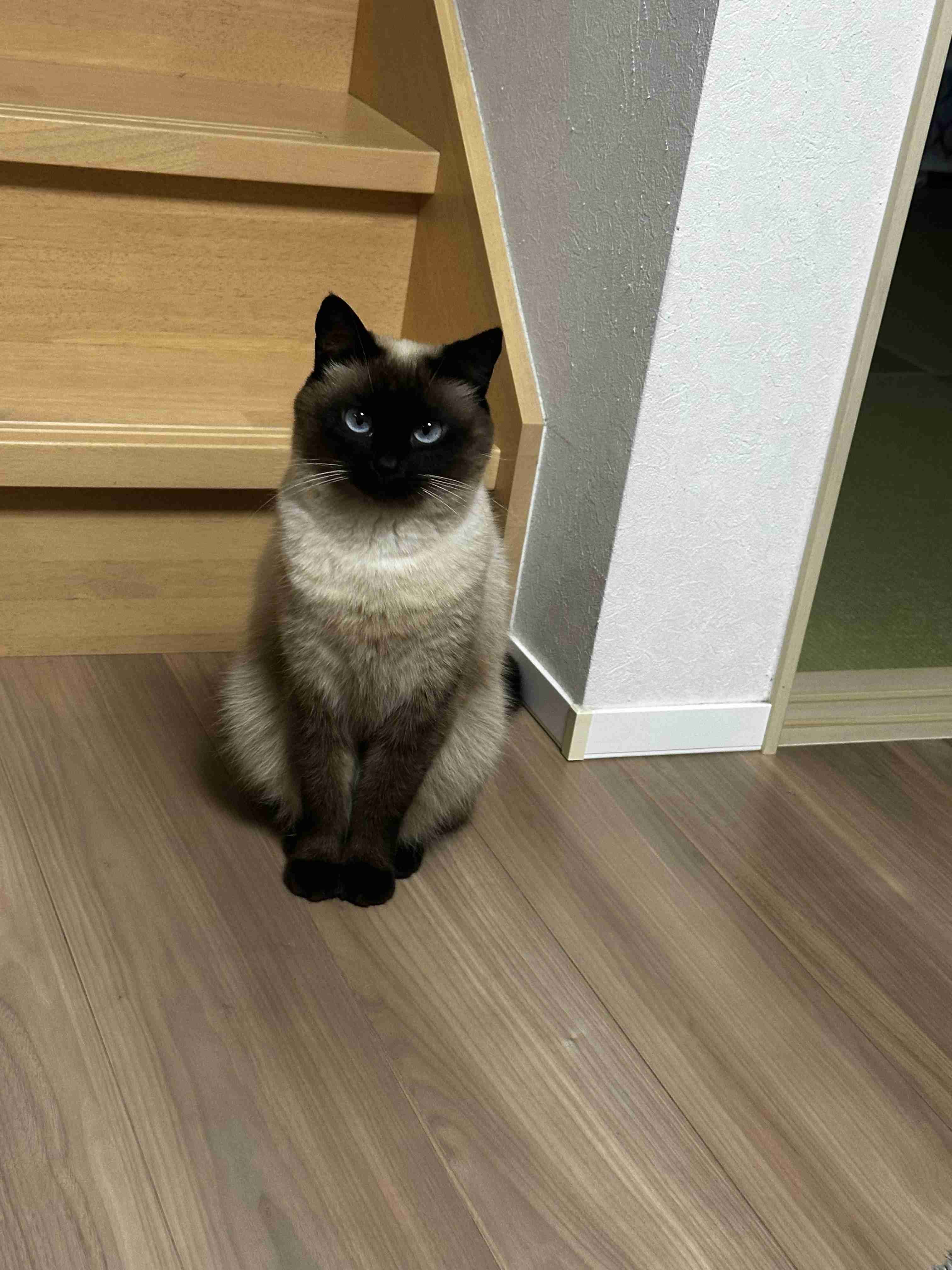 がるちゃん猫カフェ119号店開店しました♪(初めての方も大歓迎♪)