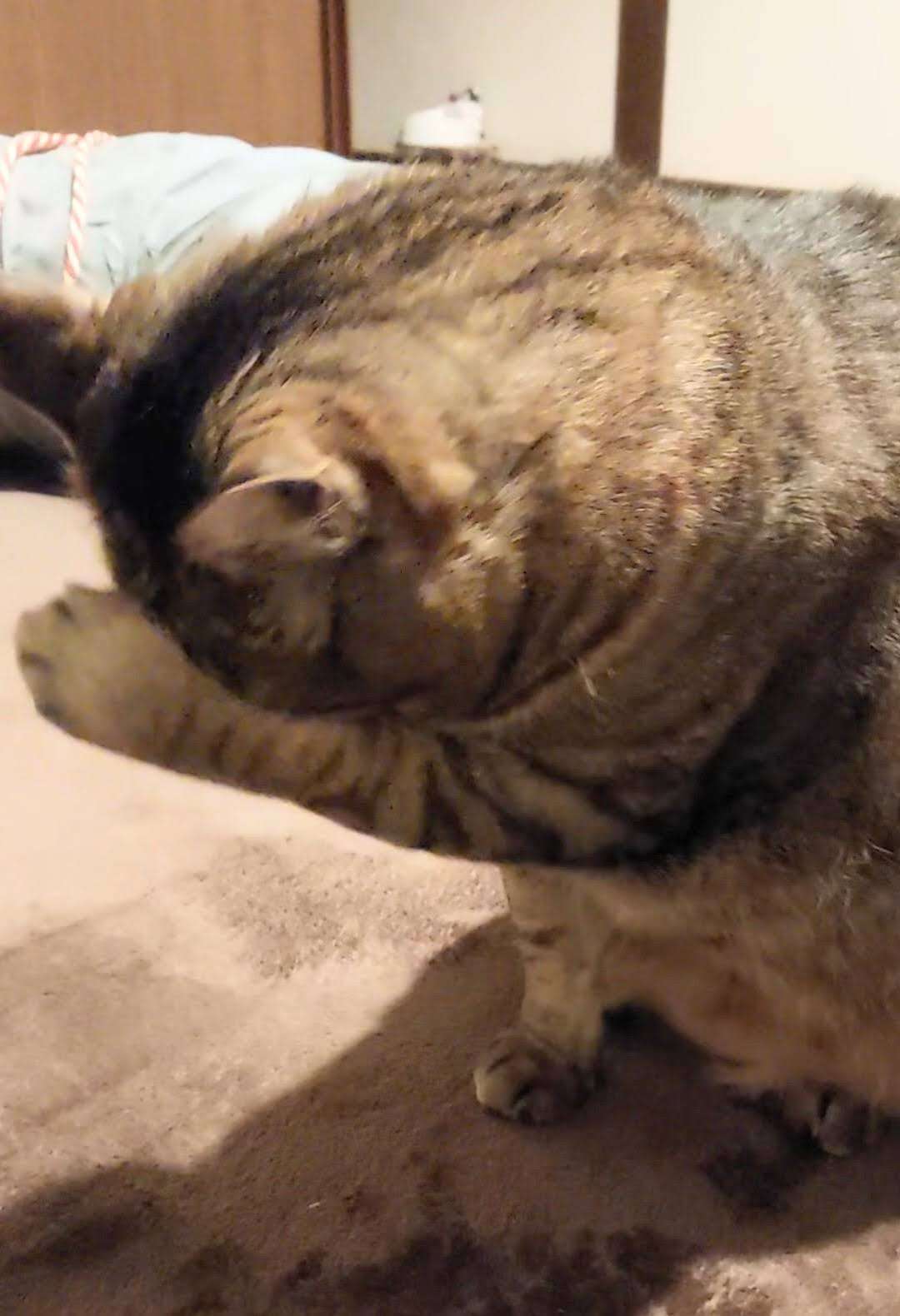 がるちゃん猫カフェ119号店開店しました♪(初めての方も大歓迎♪)