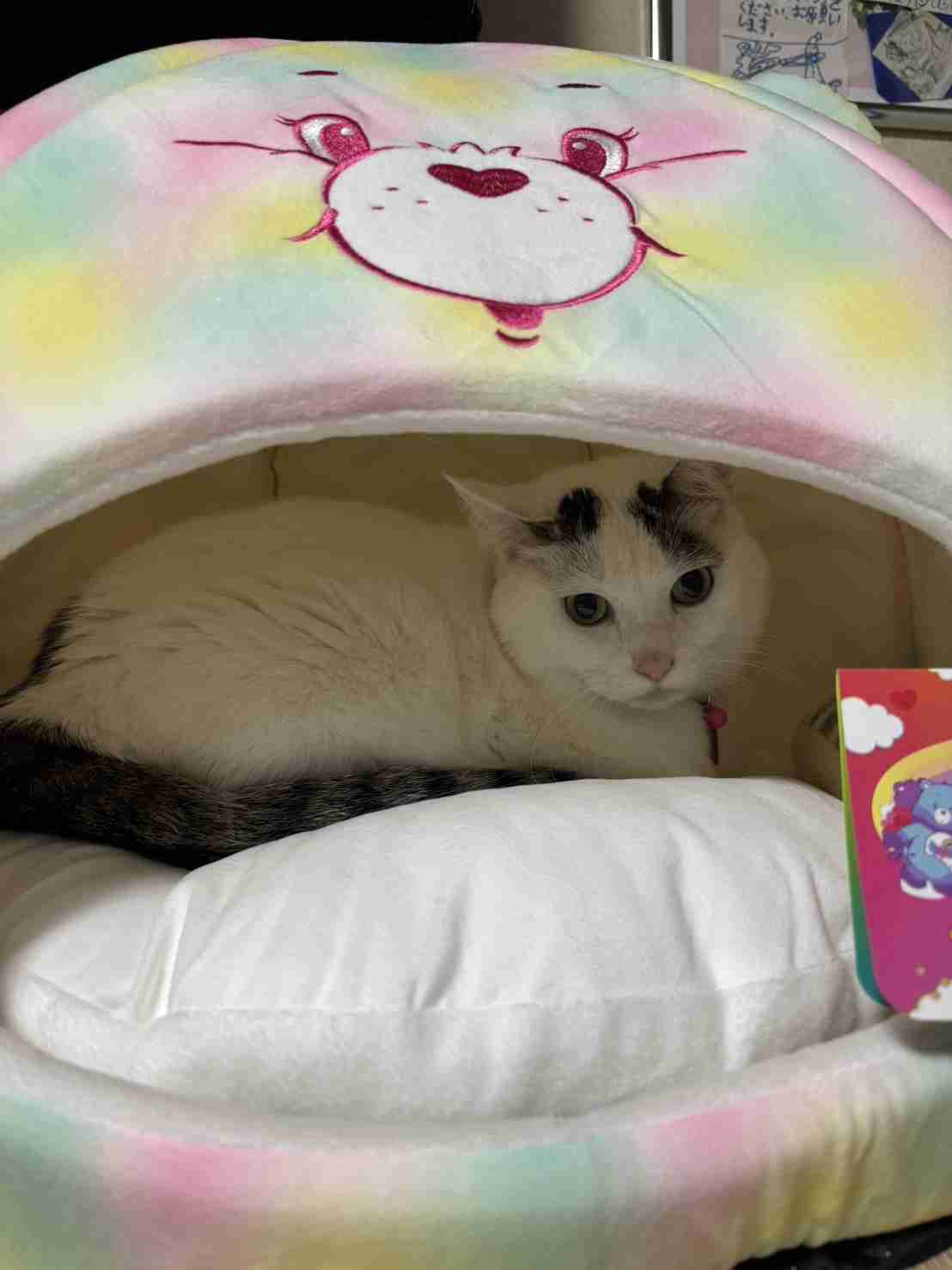 がるちゃん猫カフェ119号店開店しました♪(初めての方も大歓迎♪)