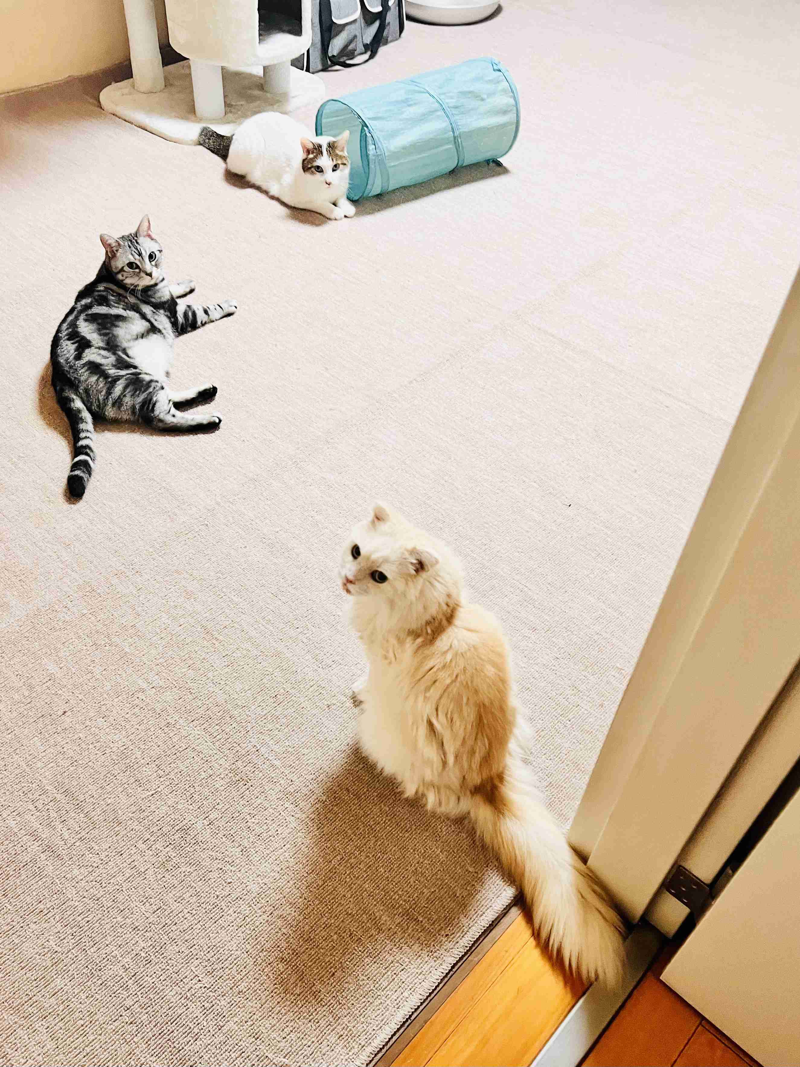 がるちゃん猫カフェ119号店開店しました♪(初めての方も大歓迎♪)